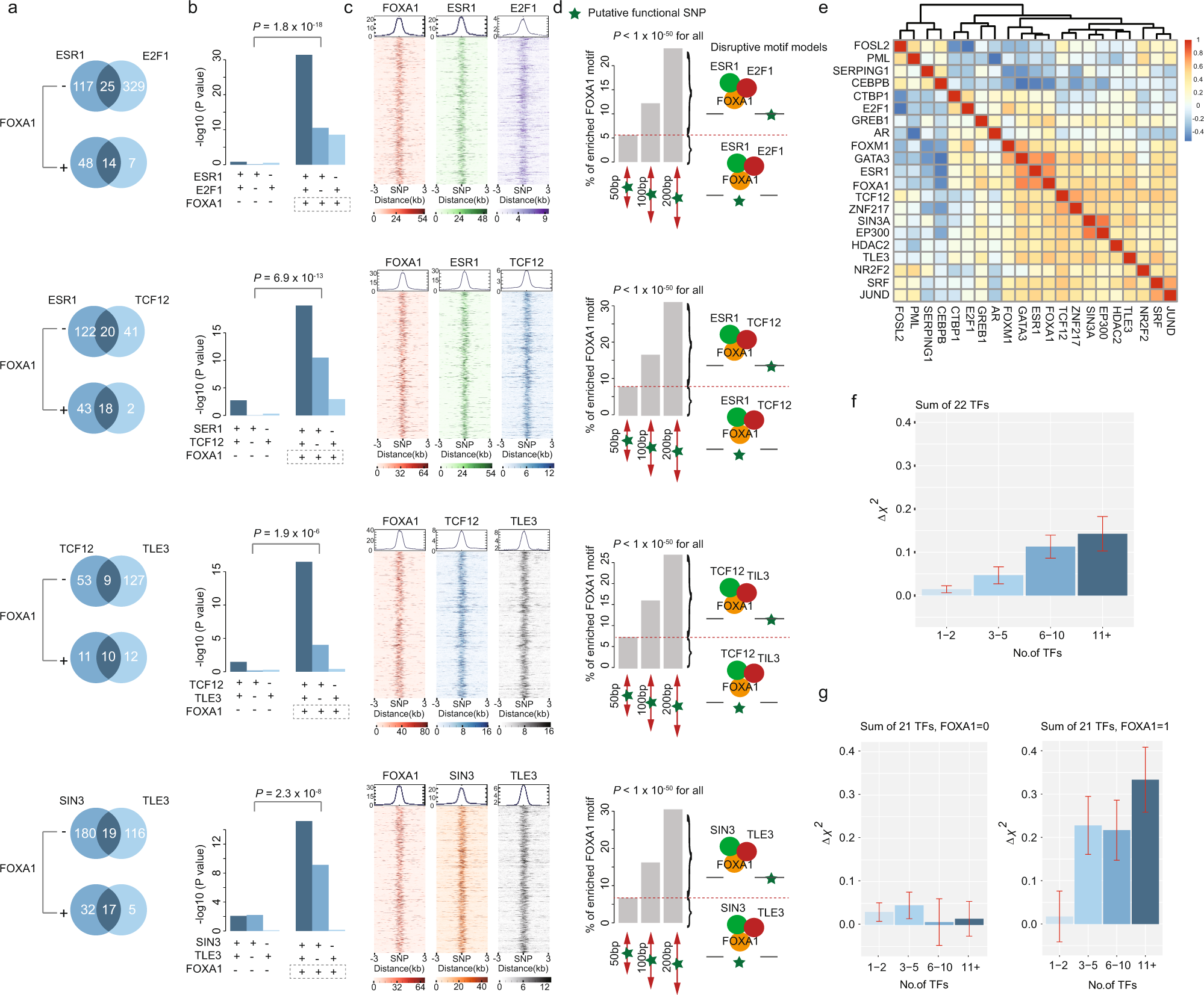 Fig. 3: FOXA1 interacting with co-factors, driving breast cancer susceptibility.