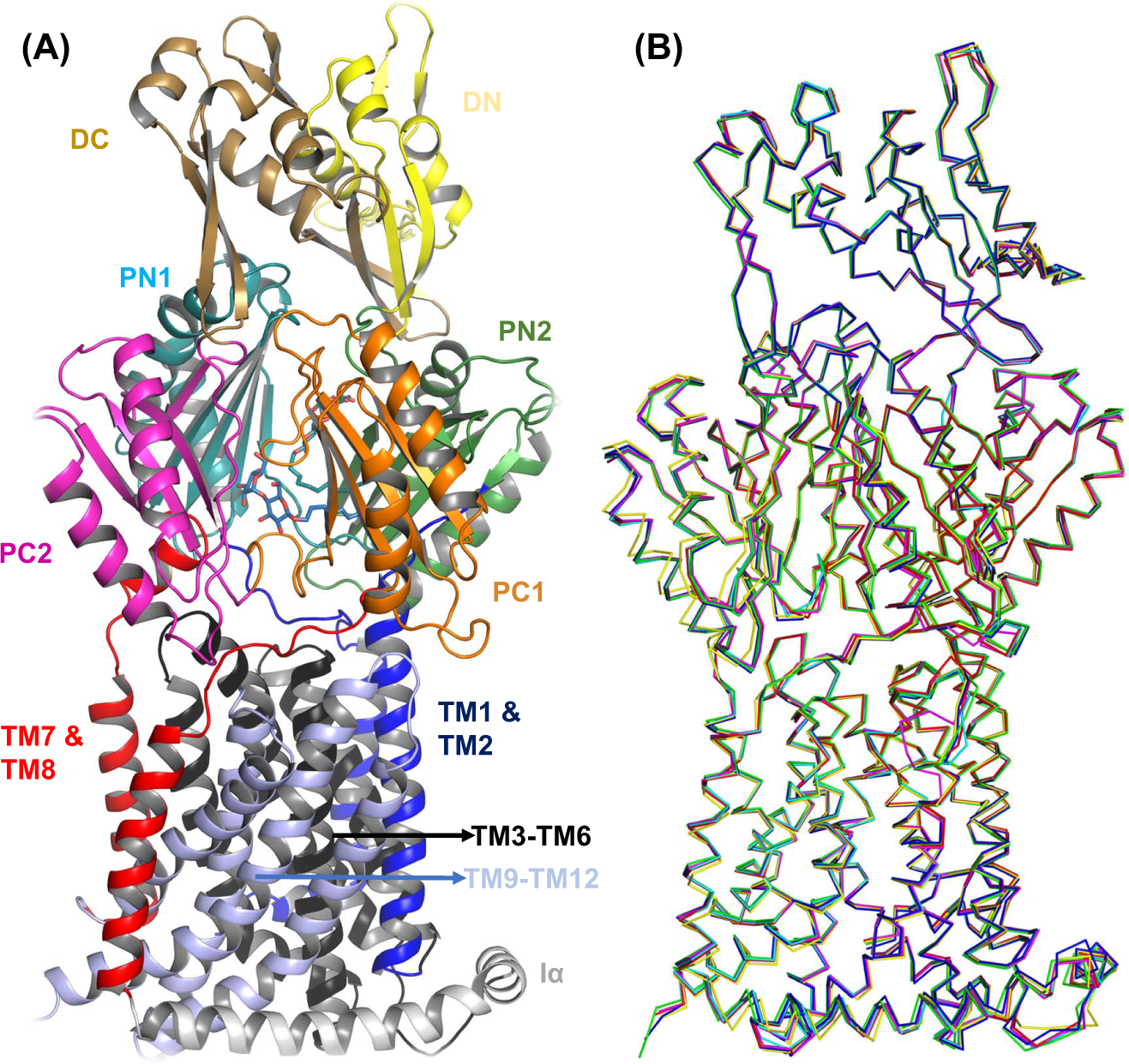 Fig. 1: OqxB structural features.