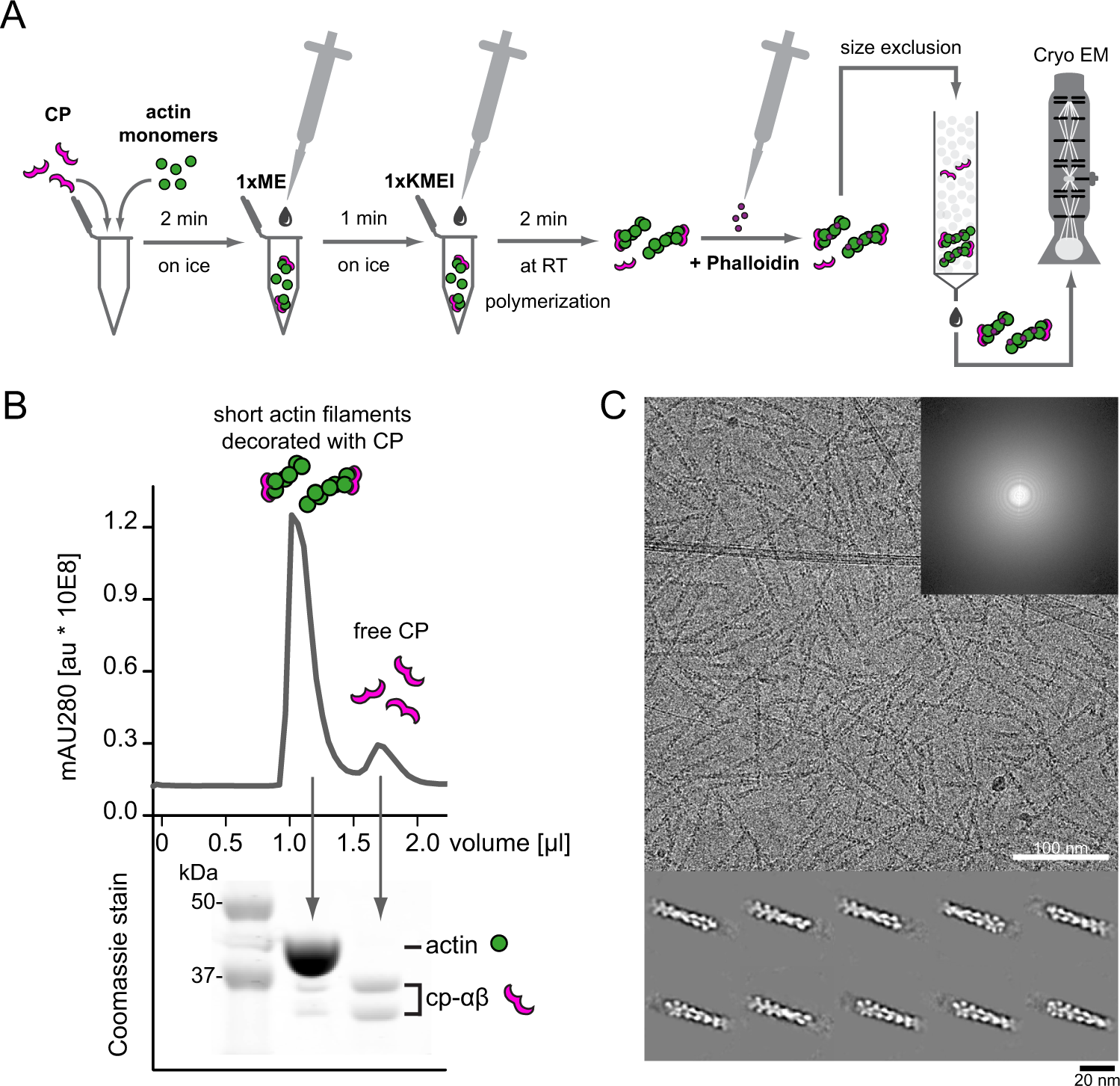 A barbed end interference mechanism reveals how capping protein promotes  nucleation in branched actin networks | Nature Communications