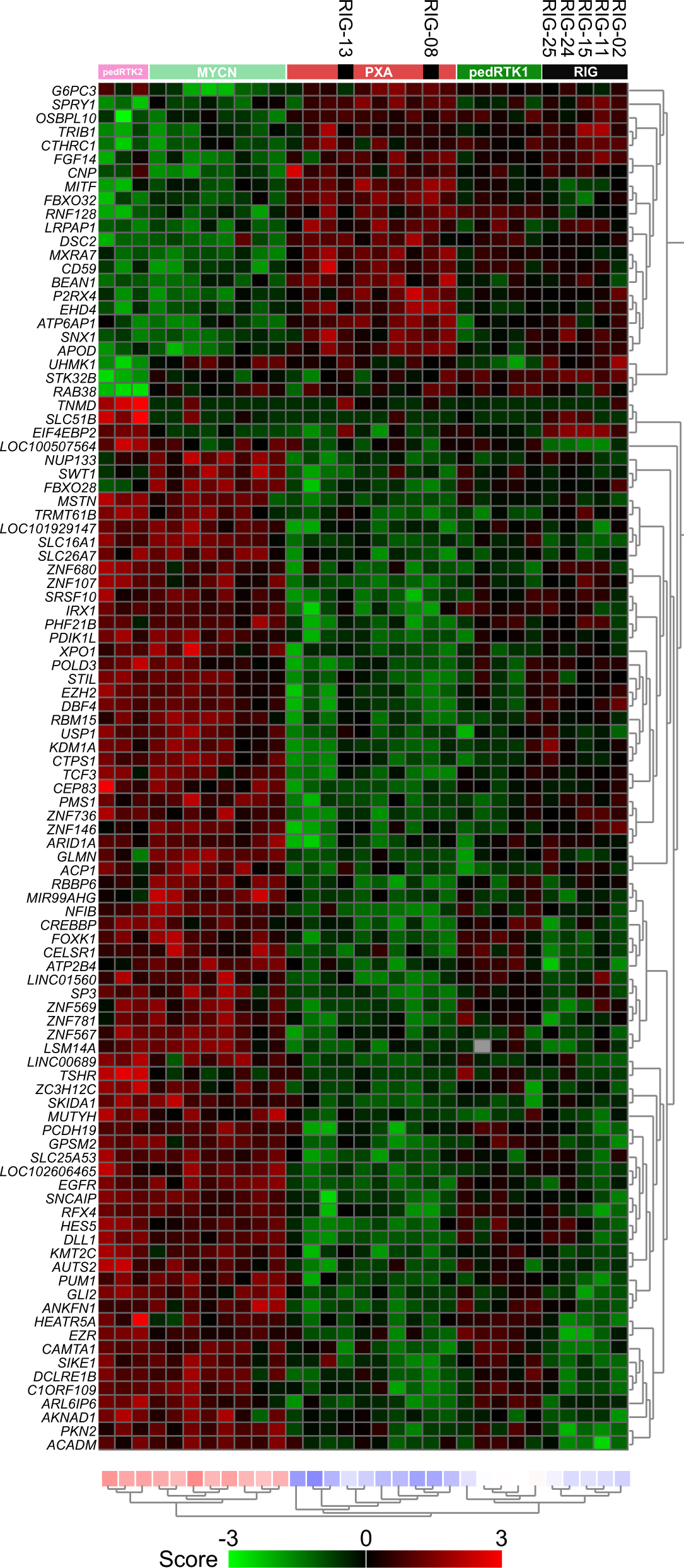 Fig. 7: Heatmap representing the expression levels of the 100 most significant, differentially expressed genes comparing RIG samples with reference groups (PXA, pedGBM_RTK1, pedGBM_RTK2, and pedGBM_MYCN).