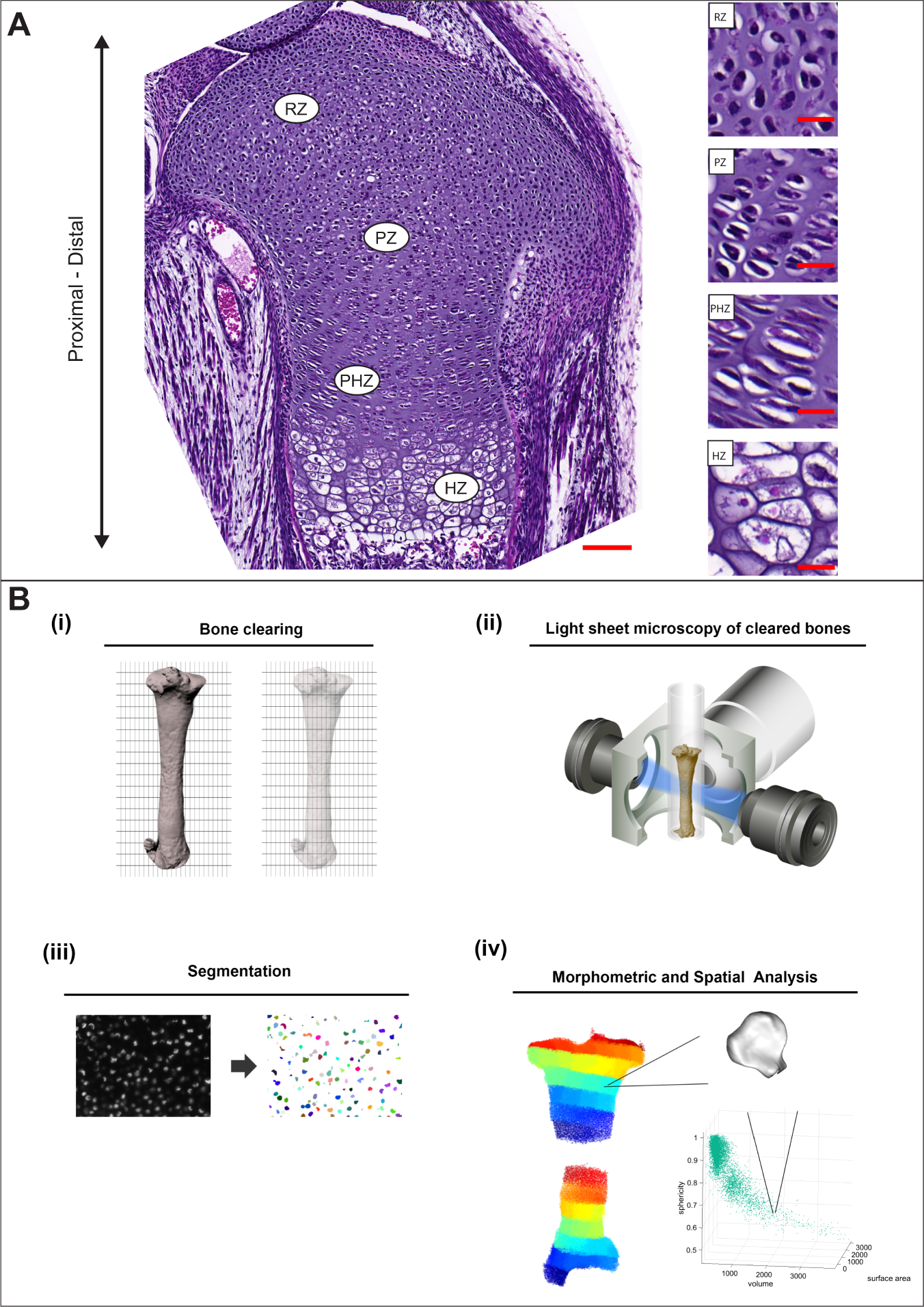 Application of 3D MAPs pipeline identifies the morphological sequence  chondrocytes undergo and the regulatory role of GDF5 in this process |  Nature Communications