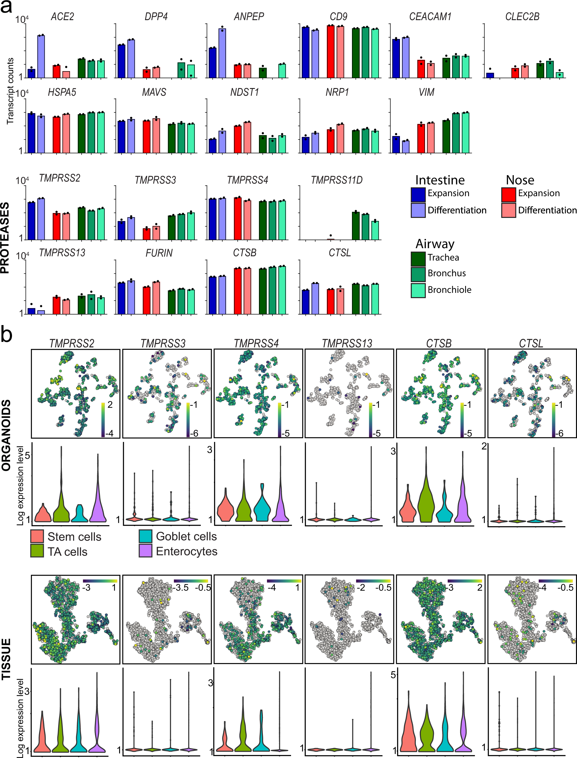 A CRISPR/Cas9 genetically engineered organoid biobank reveals essential  host factors for coronaviruses | Nature Communications