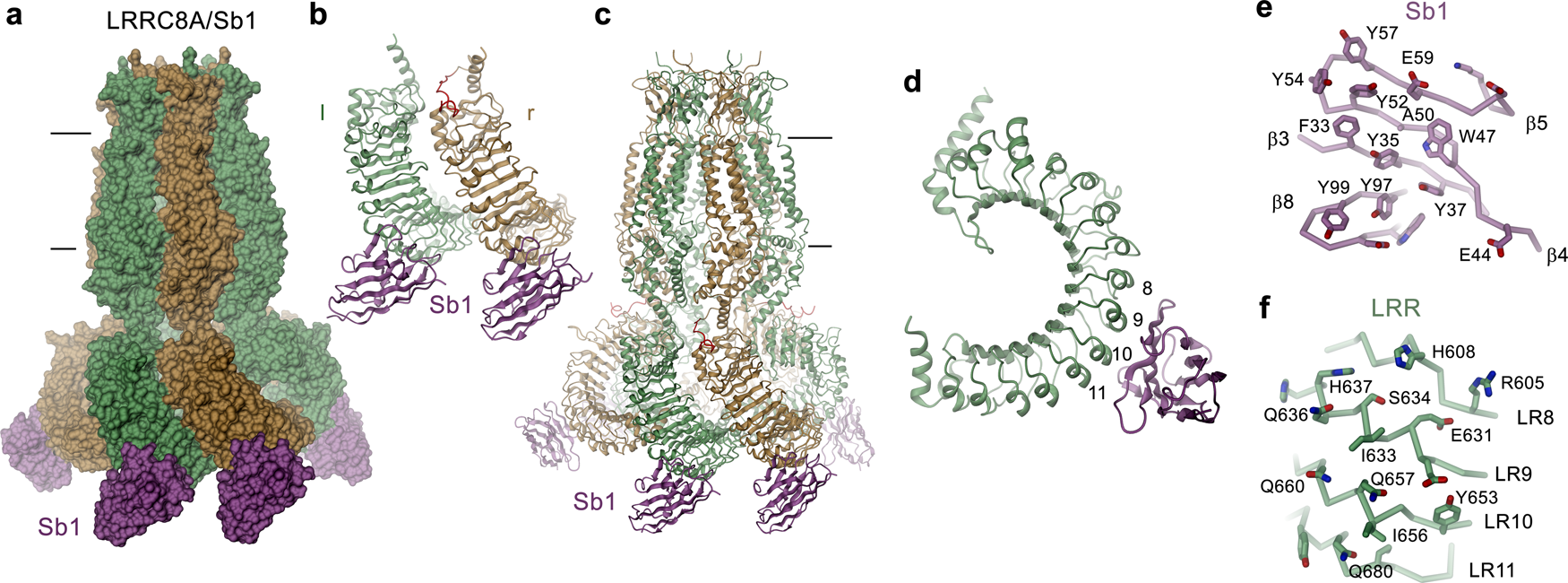 Fig. 4: Structure of LRRC8A in complex with the inhibitory sybody Sb1.