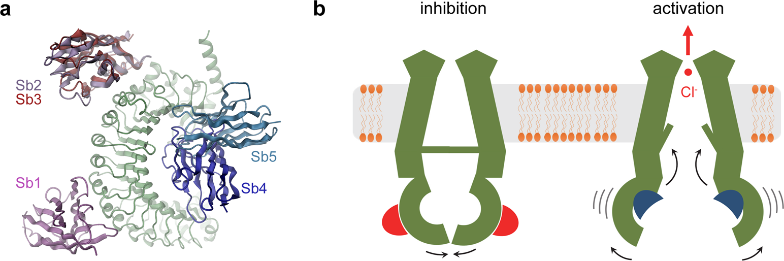 Fig. 8: Potential mechanisms.