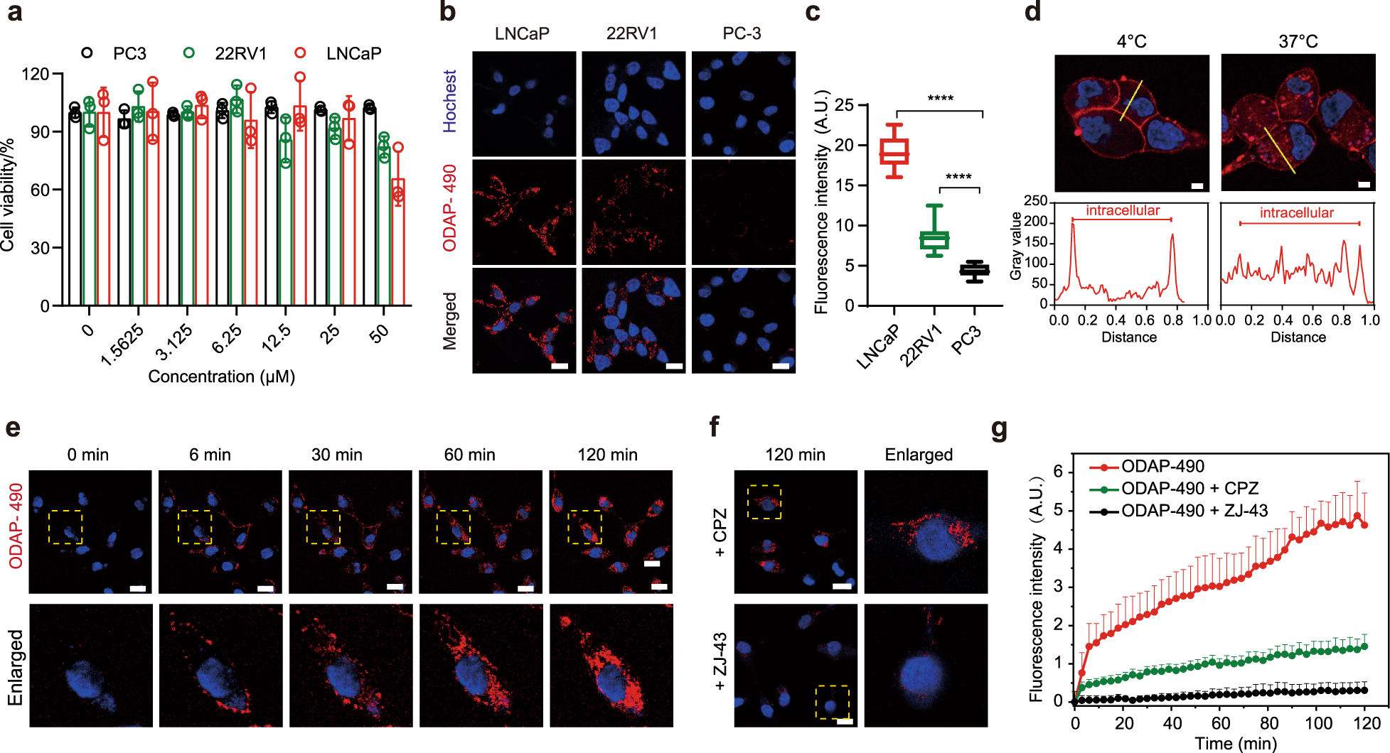 Fig. 3: Wash-free imaging of PSMA and real-time imaging of PSMA-mediated endocytosis.