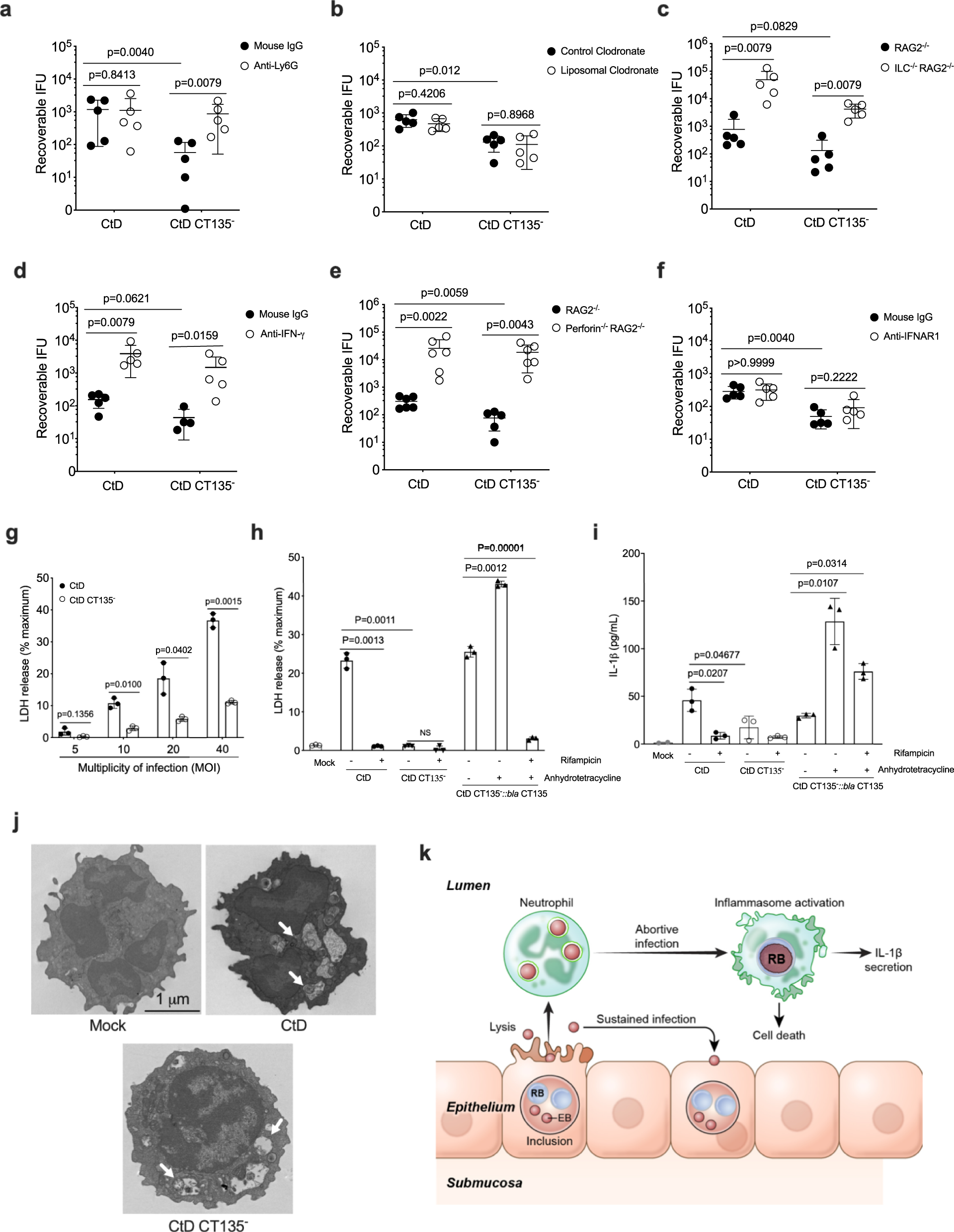 Fig. 3: CT135 induces neutrophil cytotoxicity to evade innate host defense.