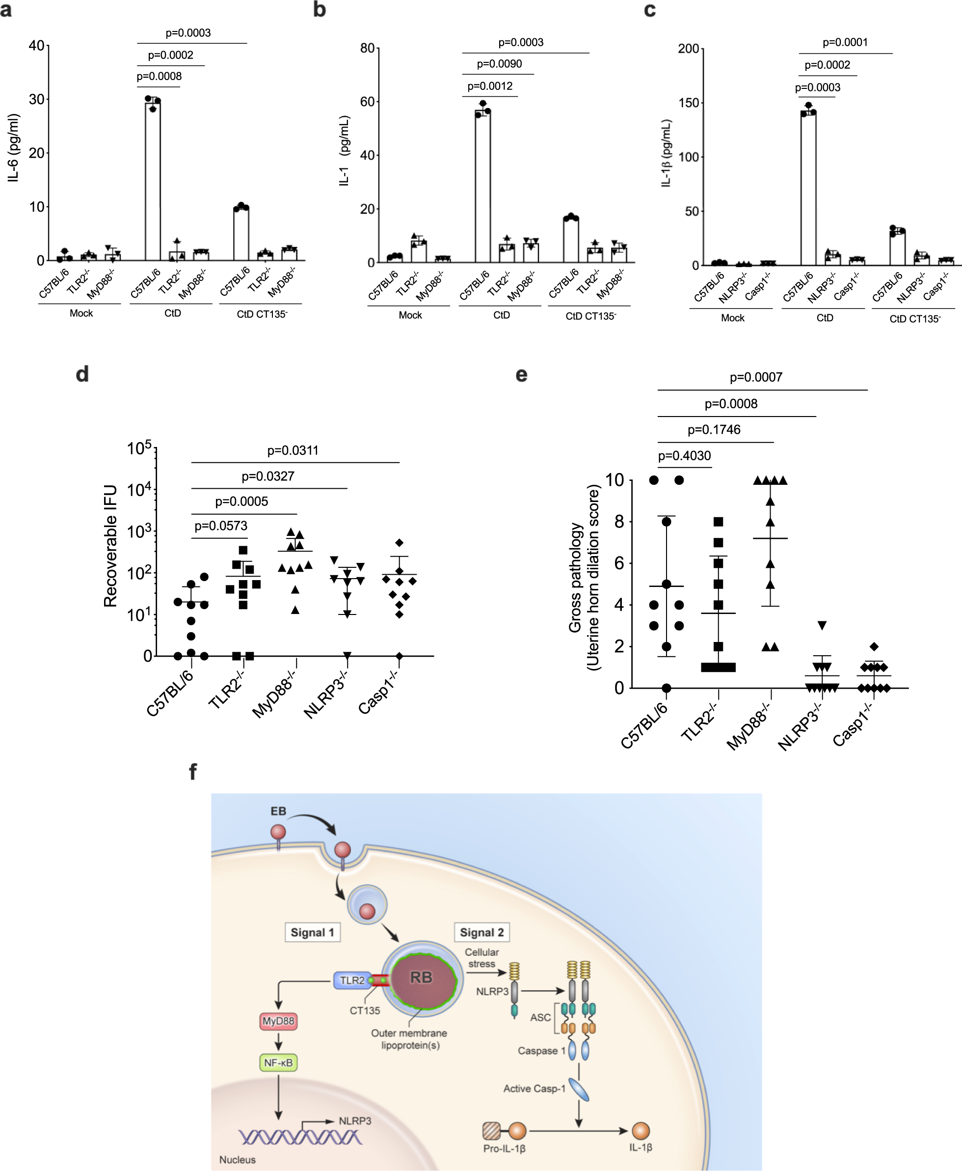 Fig. 4: CT135 activates the NLRP3 inflammasome through the TLR2/MyD88 signaling pathway.