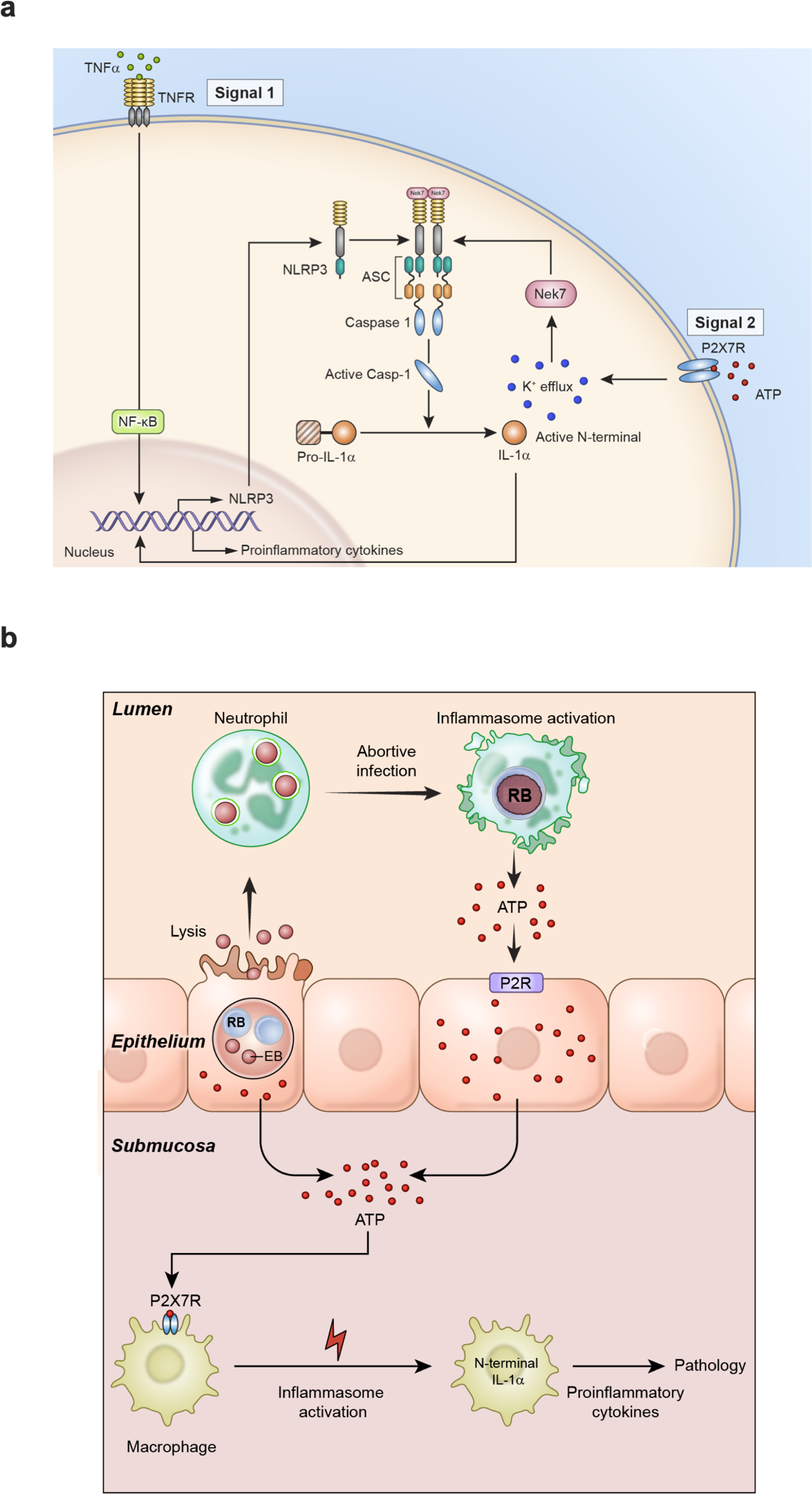 Fig. 7: A model of sterile inflammation generated by chlamydial infection of uterine epithelium.