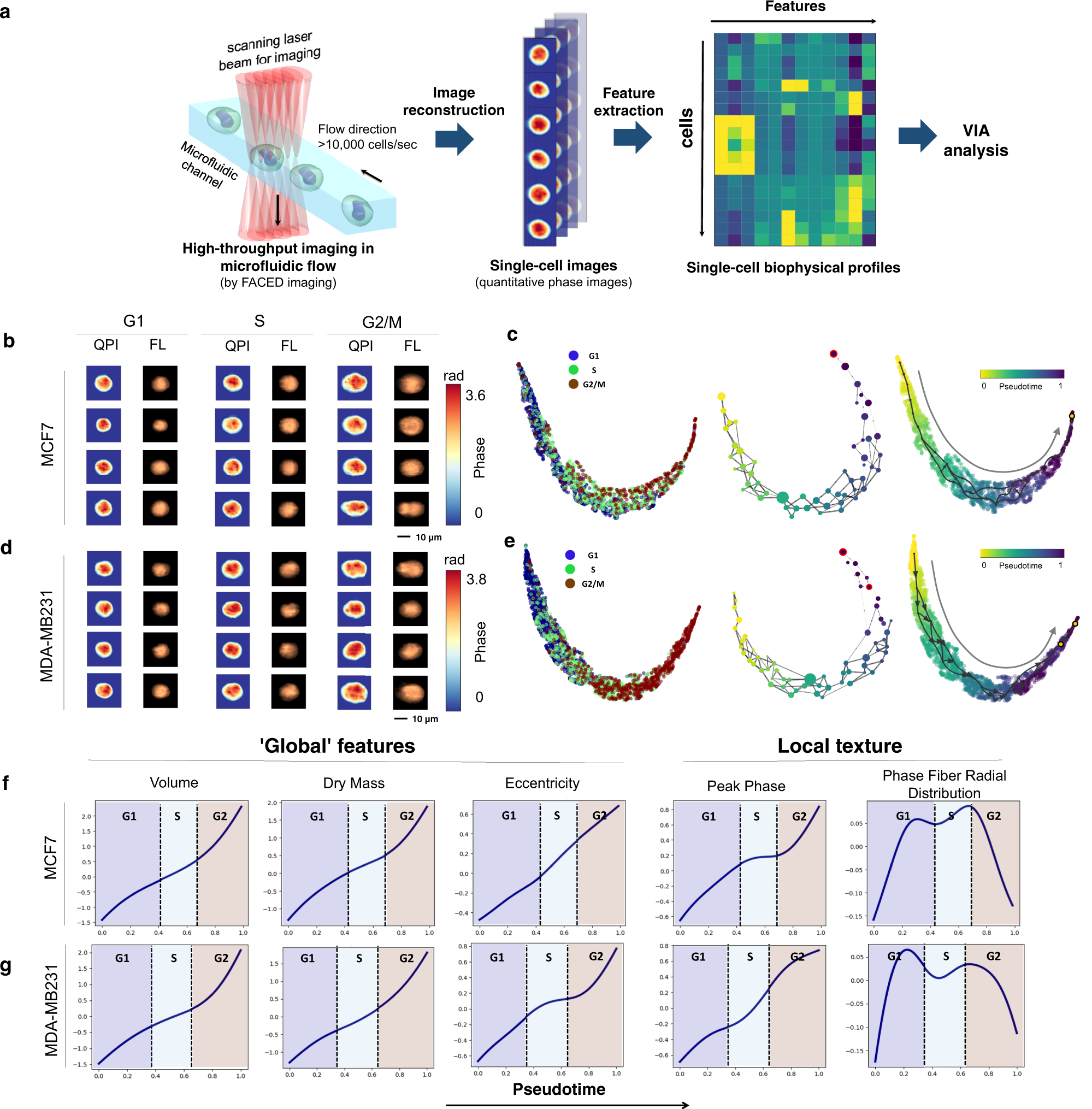 Fig. 8: VIA predicts cell cycle progression based on single-cell biophysical morphology.