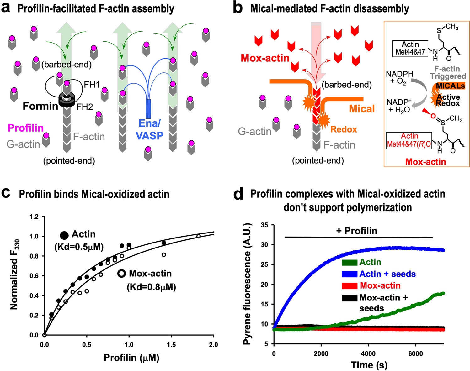 Profilin And Mical Combine To Impair F Actin Assembly And Promote Disassembly And Remodeling Nature Communications