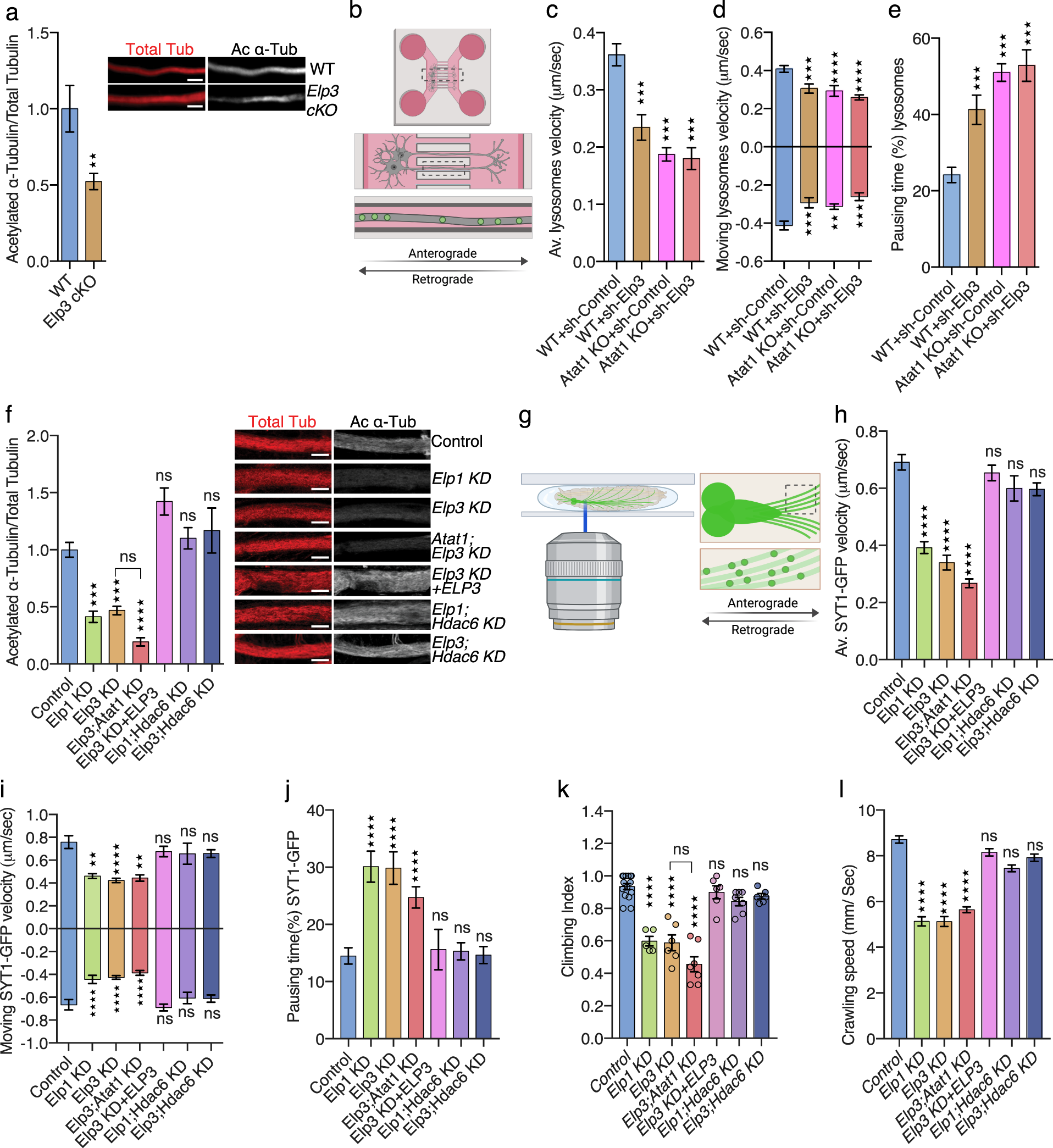 Atp Citrate Lyase Promotes Axonal Transport Across Species Nature Communications
