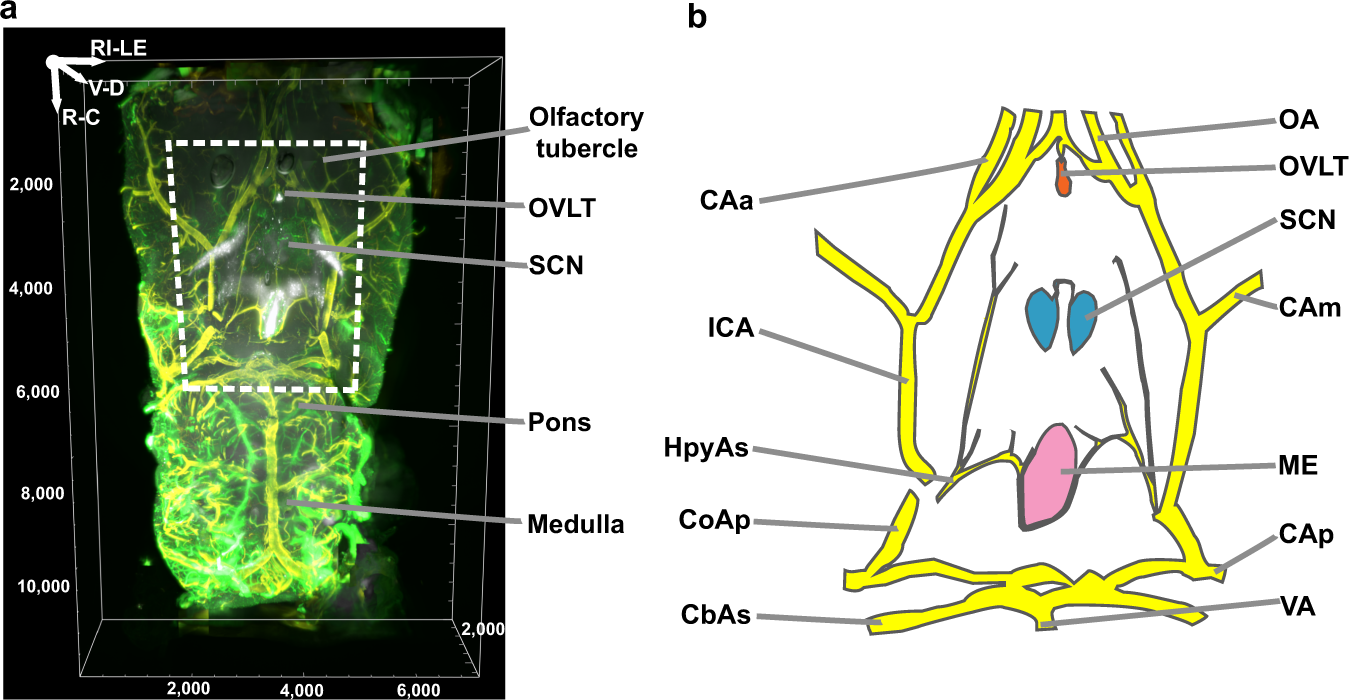 Identification of the suprachiasmatic nucleus venous portal system in the  mammalian brain | Nature Communications
