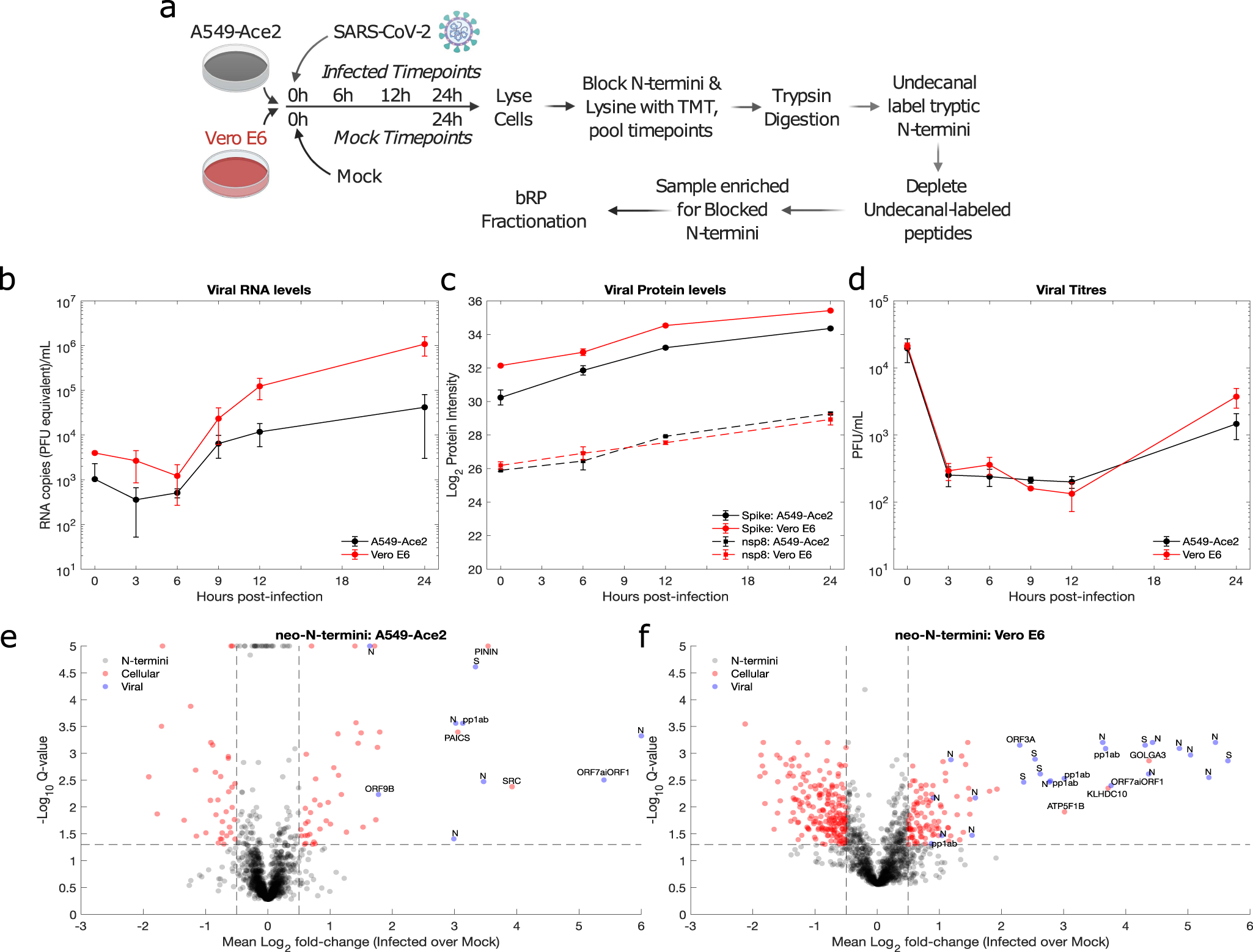 Fig. 1: N-terminomic analysis of SARS-CoV-2 infection of A549-Ace2 and Vero E6 cells.