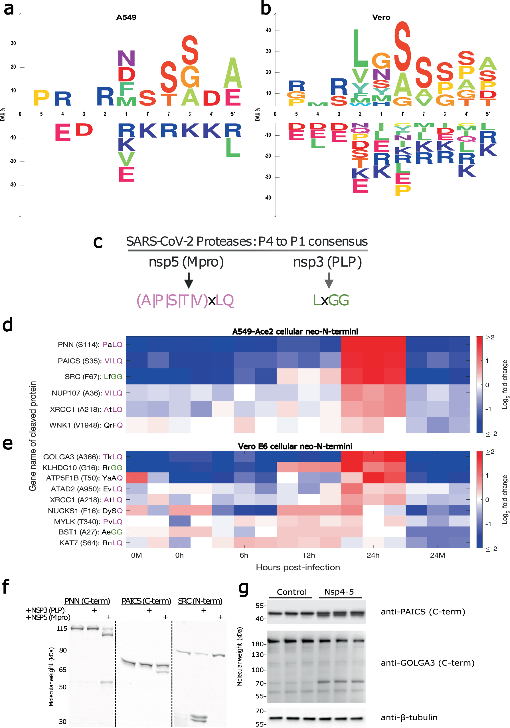 Fig. 4: Increased abundance of novel cellular neo-N-termini consistent with SARS-CoV-2 protease consensus sequences suggests viral protease activity on cellular substrates.