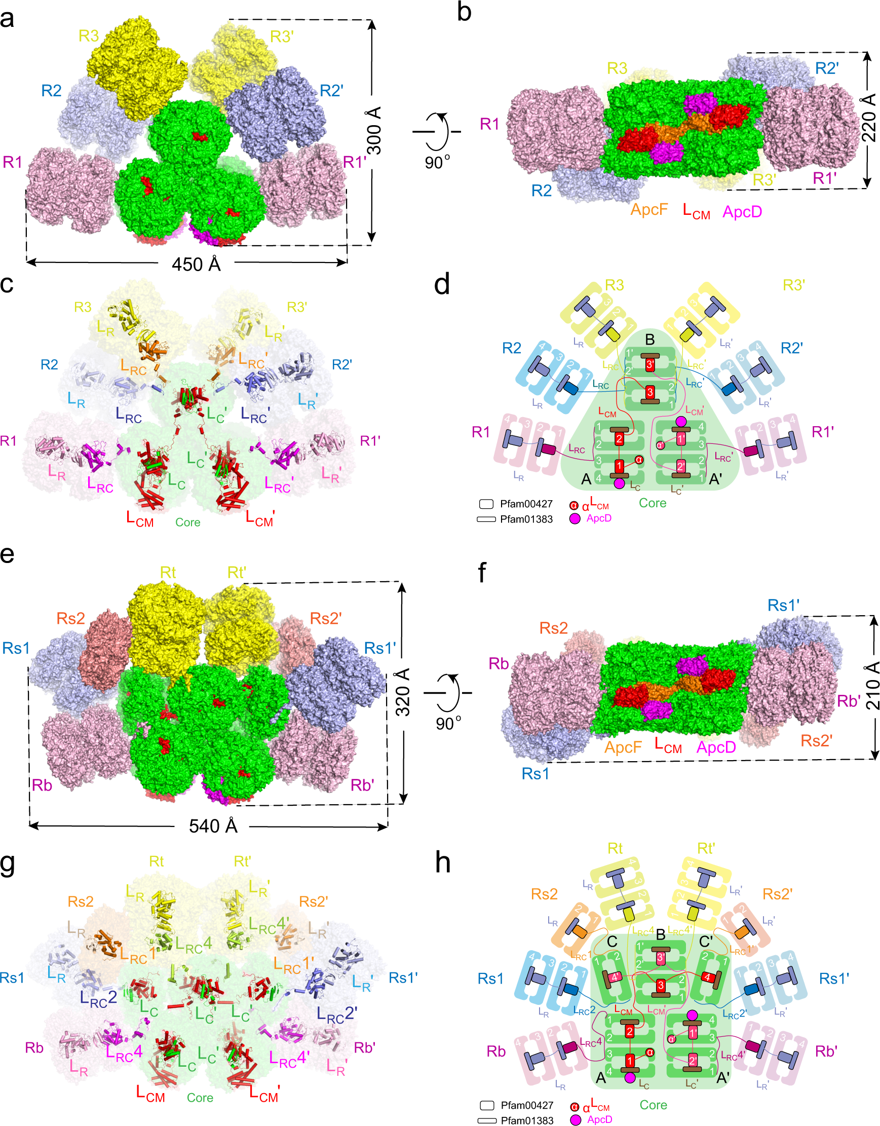 Structural insight into the mechanism of energy transfer in cyanobacterial  phycobilisomes | Nature Communications