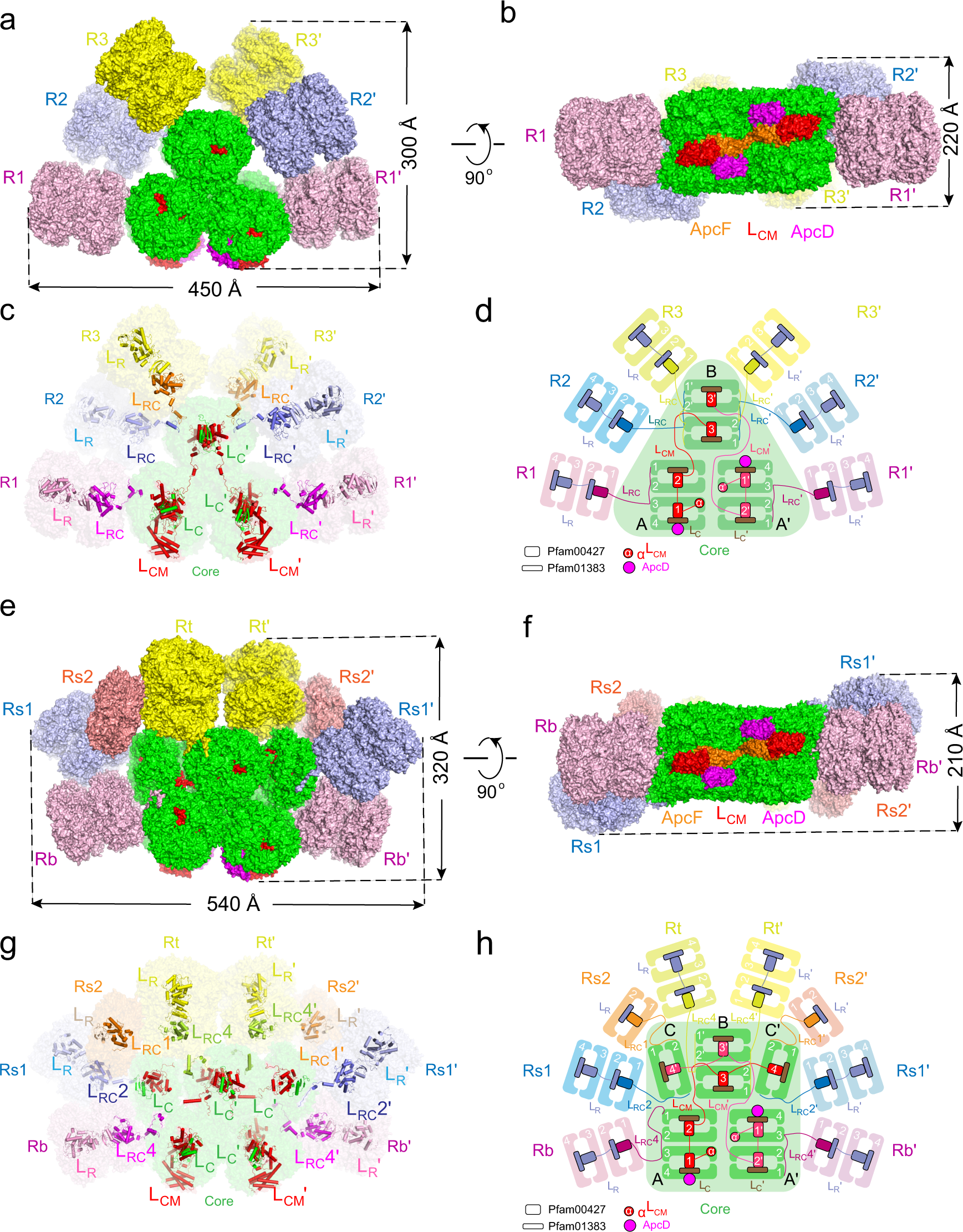 Structural Insight Into The Mechanism Of Energy Transfer In Cyanobacterial Phycobilisomes Nature Communications