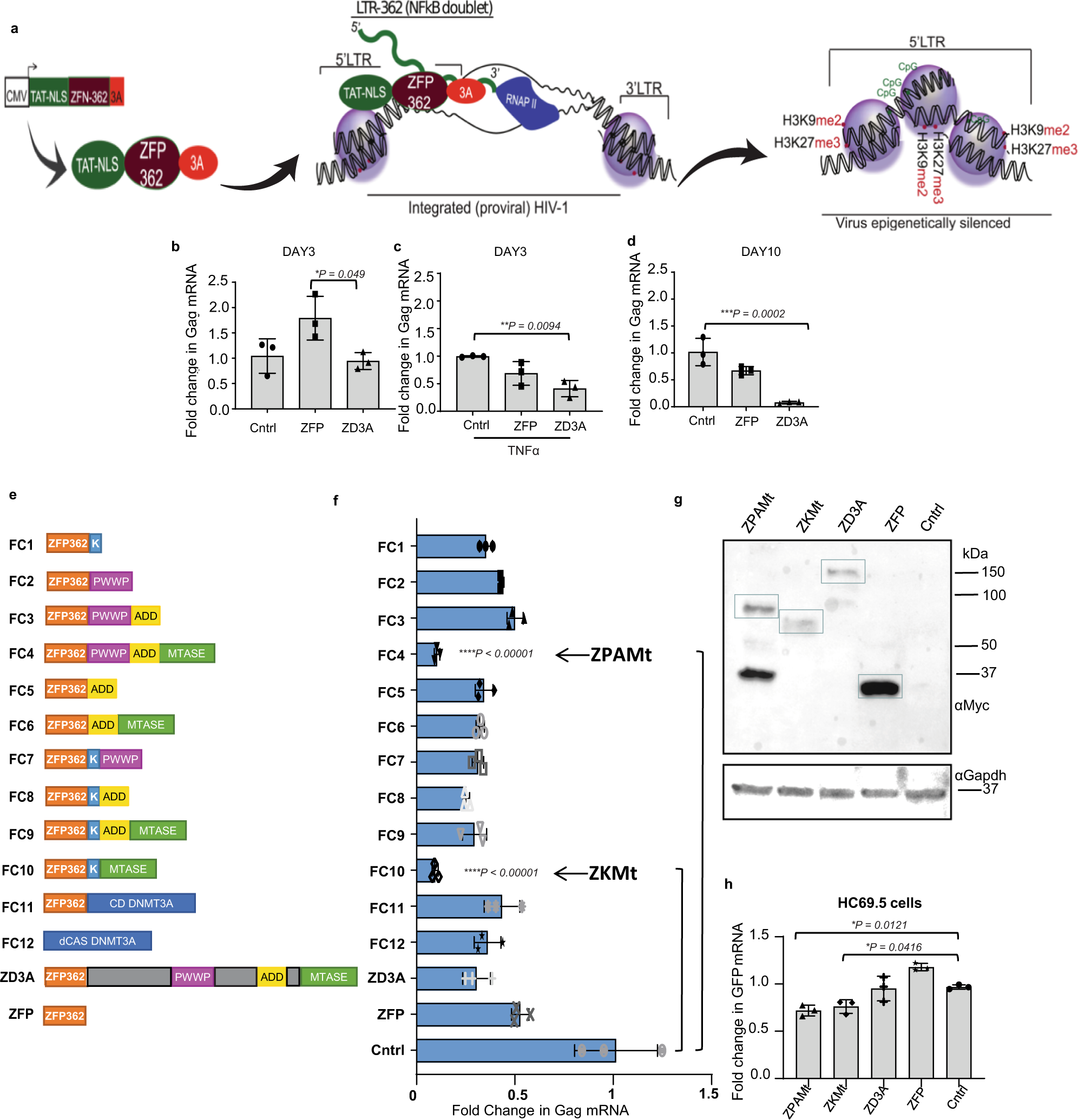 Fig. 1: Screening of potent repressors of HIV-1 derived from fusion of ZFP362 and combination of repressor domains.