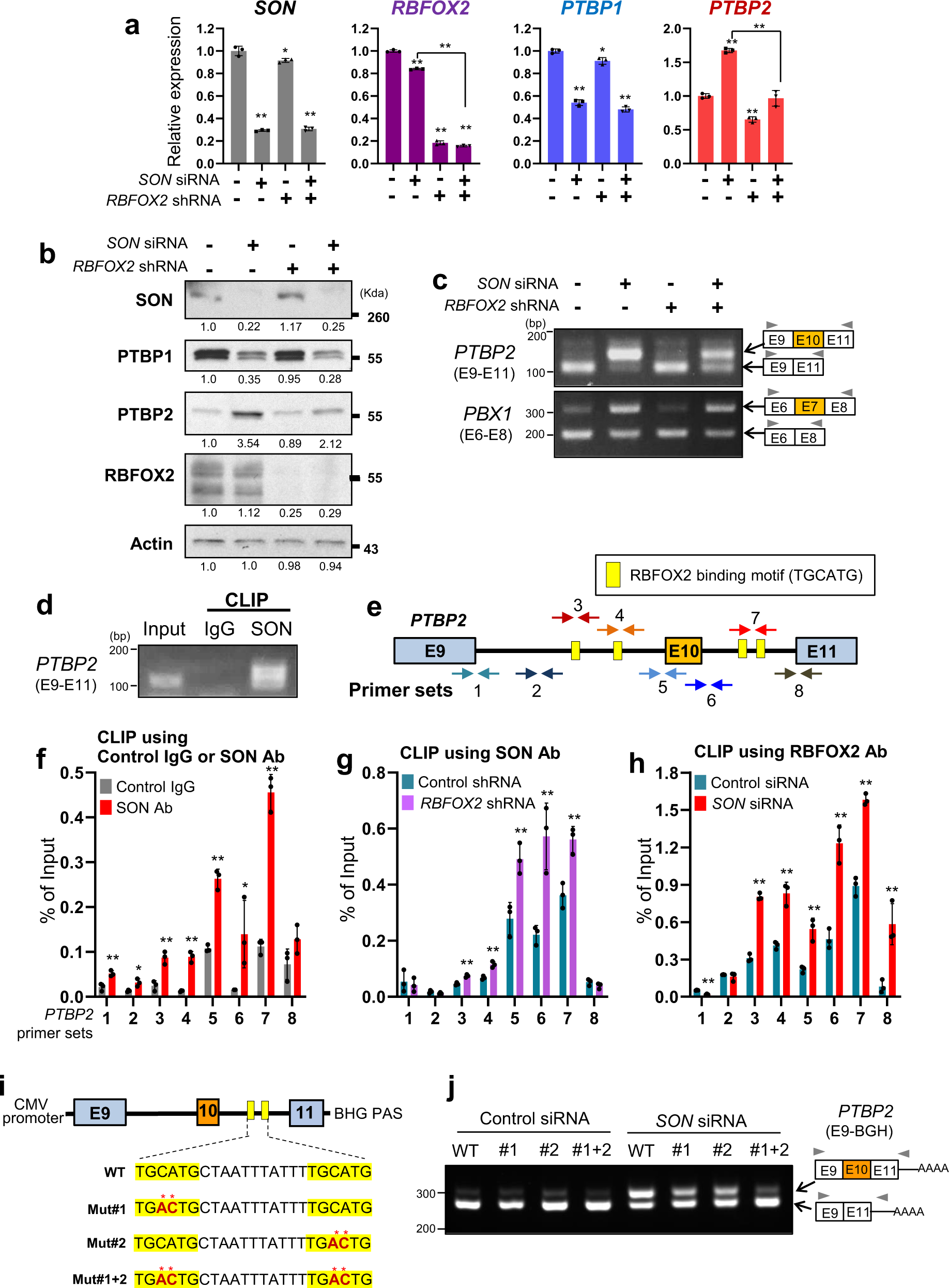 Fig. 4: RBFOX2 expression is required for the SON knockdown-mediated PTBP2 exon 10 inclusion, and RBFOX2 and SON compete with each other for binding to the target RNA.