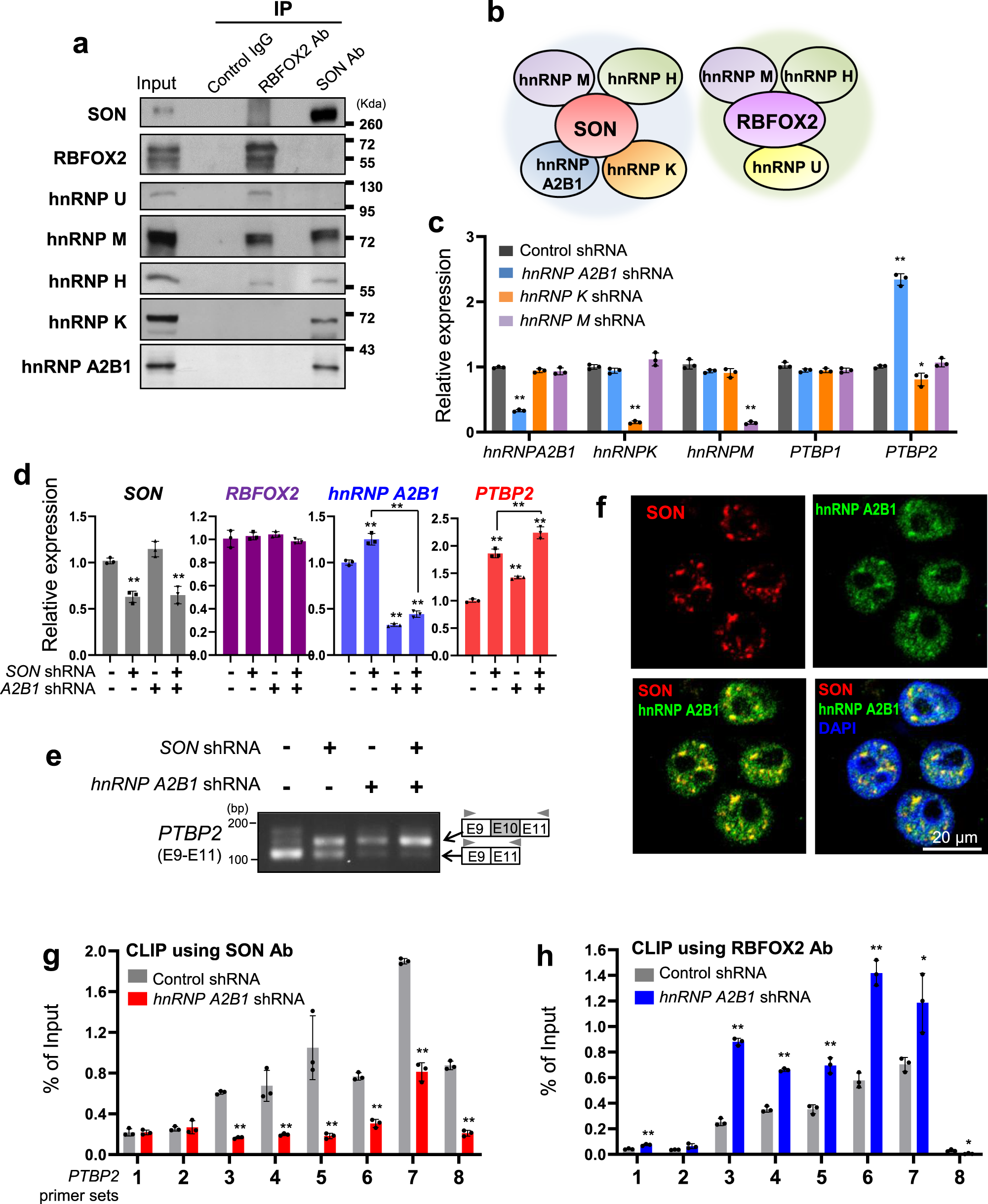 Fig. 5: hnRNP A2B1 interacts with SON, but not with RBFOX2, and facilitates target RNA binding of SON while inhibiting the RBFOX2-RNA interaction.