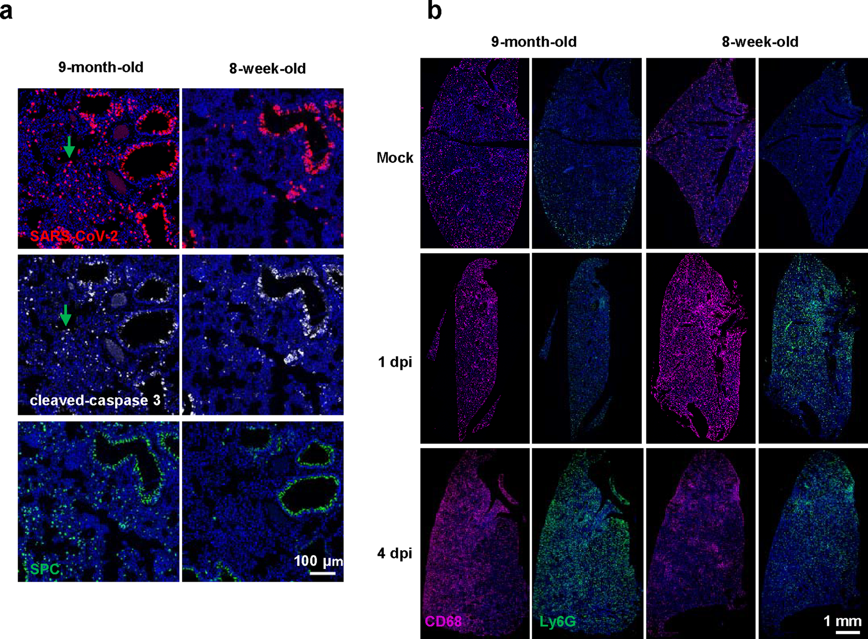 Fig. 6: Lung-specific response of 8-week-old and 9-month-old male BALB/c mice during MASCp36 infection.