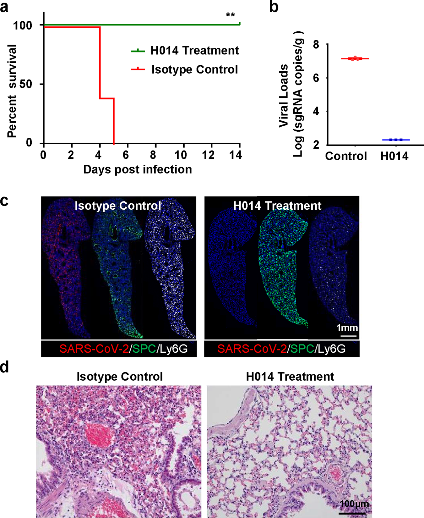 Fig. 7: The efficacy of H014 against MASCp36 infection.