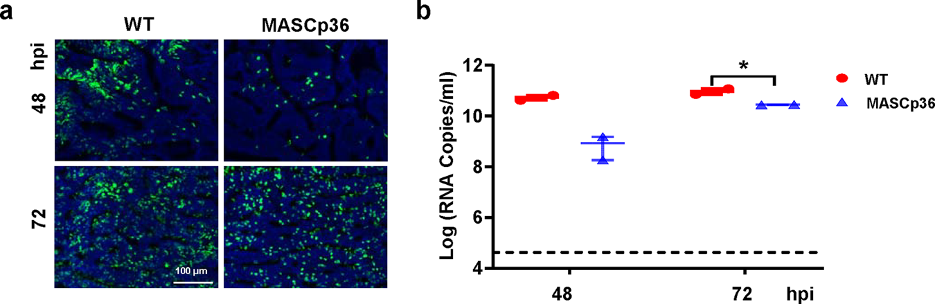 Fig. 9: Characterization of MASCp6 and MASCp36 in human airway epithelial (HAE) cells.