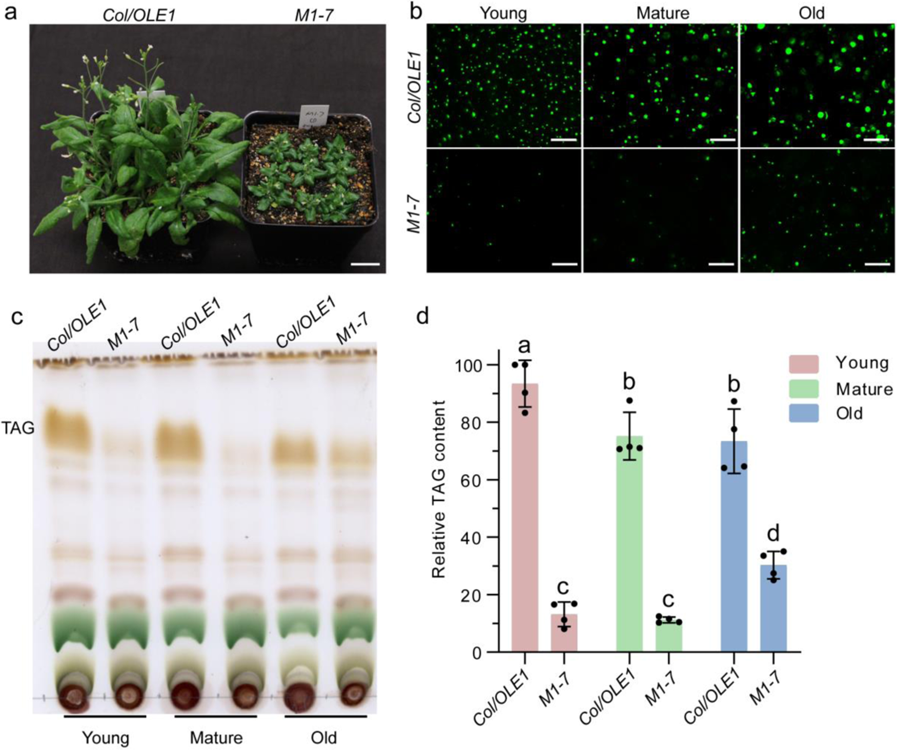 Sterols are required for the coordinated assembly of lipid droplets in developing seeds | Nature Communications Sterols are required for the coordinated assembly of lipid droplets in developing seeds | Nature Communications