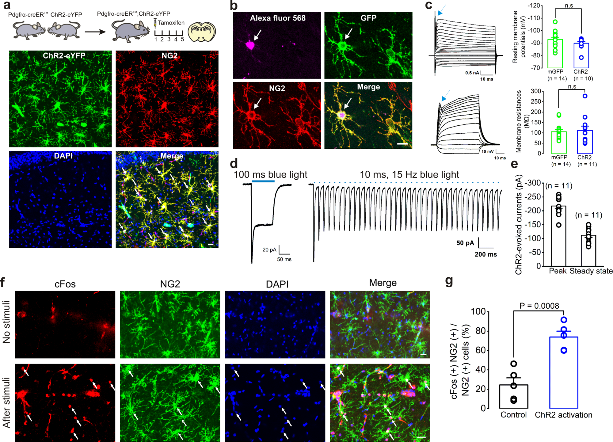 NG2 glia-derived GABA release tunes inhibitory synapses and contributes to  stress-induced anxiety | Nature Communications
