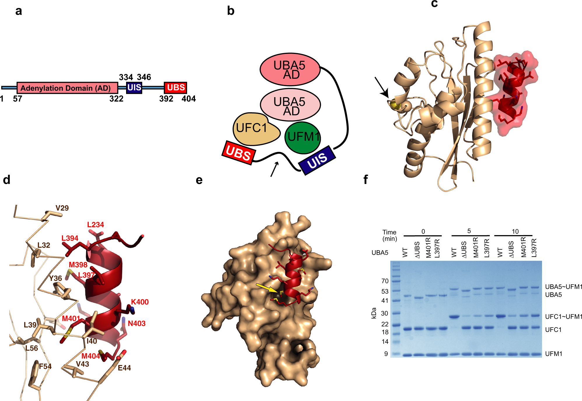 Structural basis for UFM1 transfer from UBA5 to UFC1 | Nature Communications