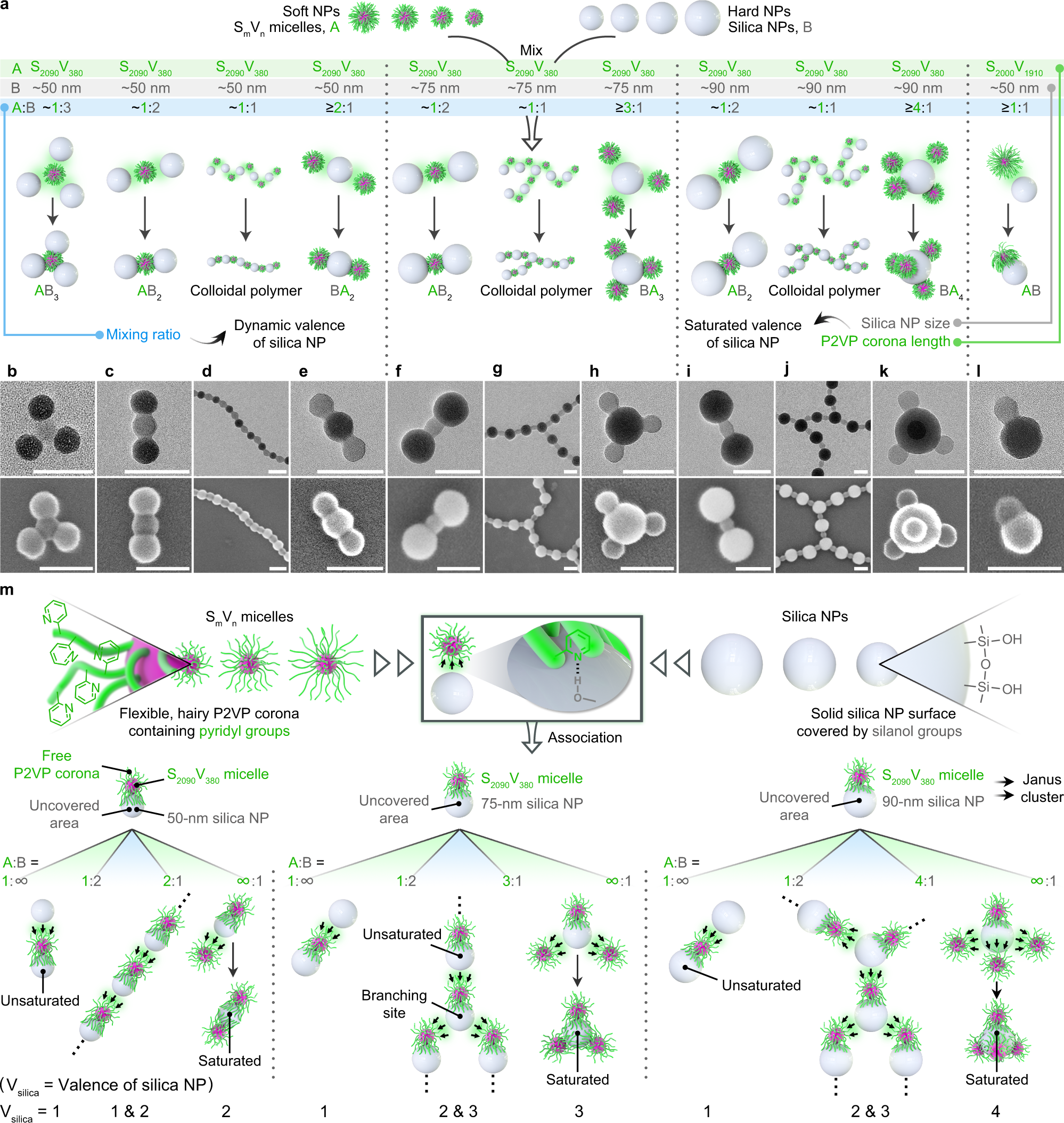 Fig. 2: Primary co-assembly of SV micelles and silica NPs in tunable valences.