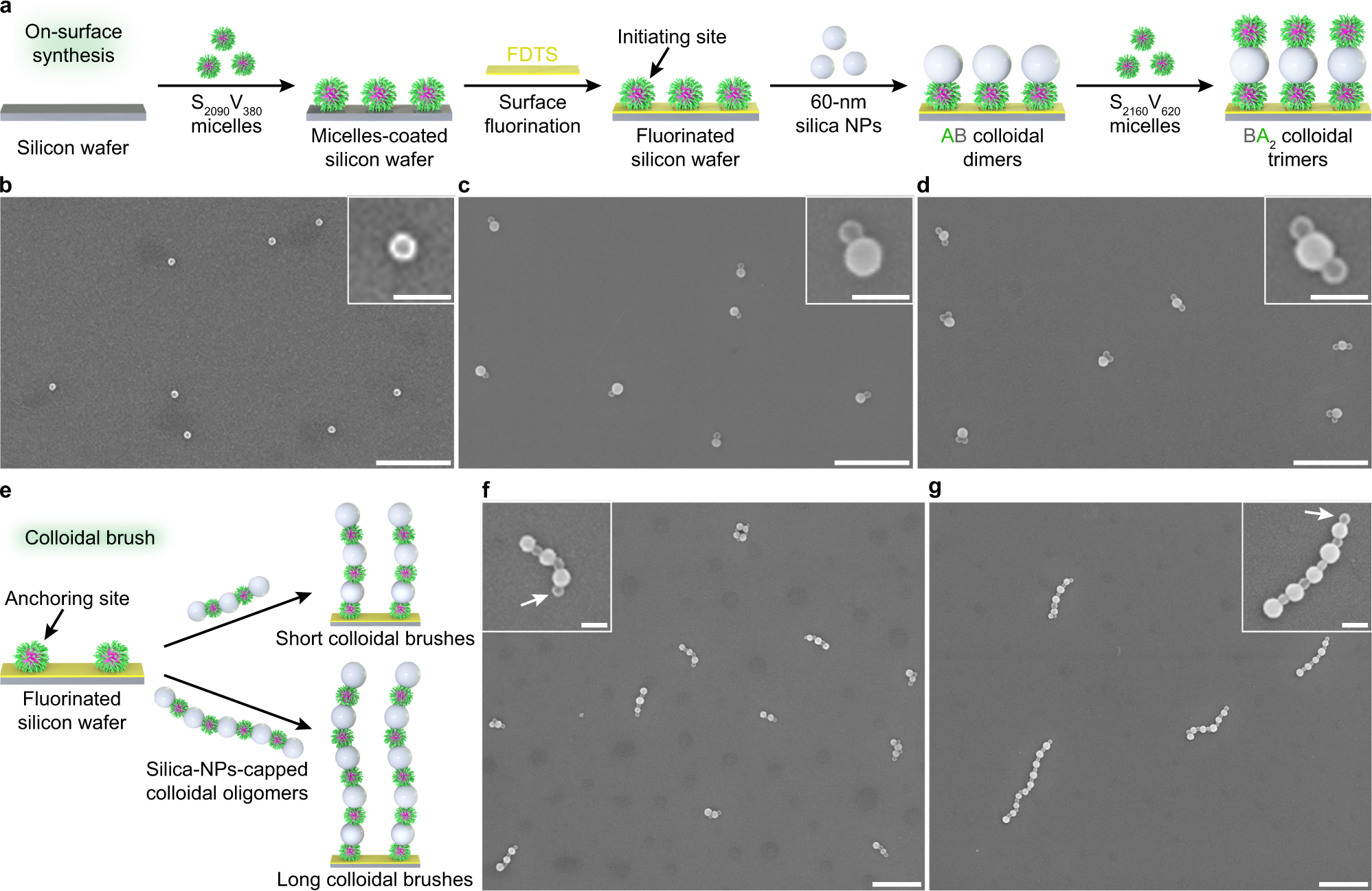 Fig. 5: Programmable co-assembly of SV micelles and silica NPs on surface.