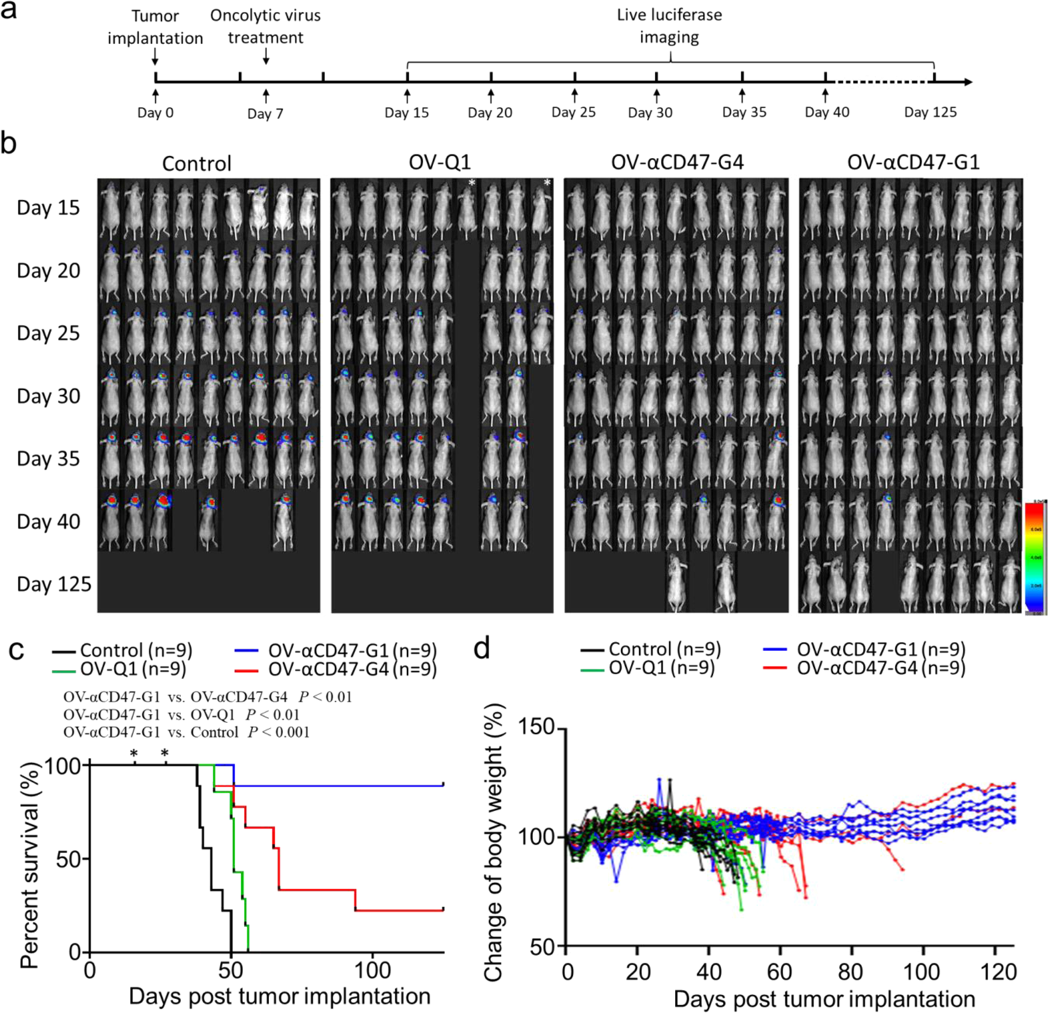 Fig. 5: Comparison of the effectiveness of OV-αCD47-G1 versus OV-αCD47-G4 to improve in vivo oncolytic virotherapy of GBM in an orthotopic model of human GBM.
