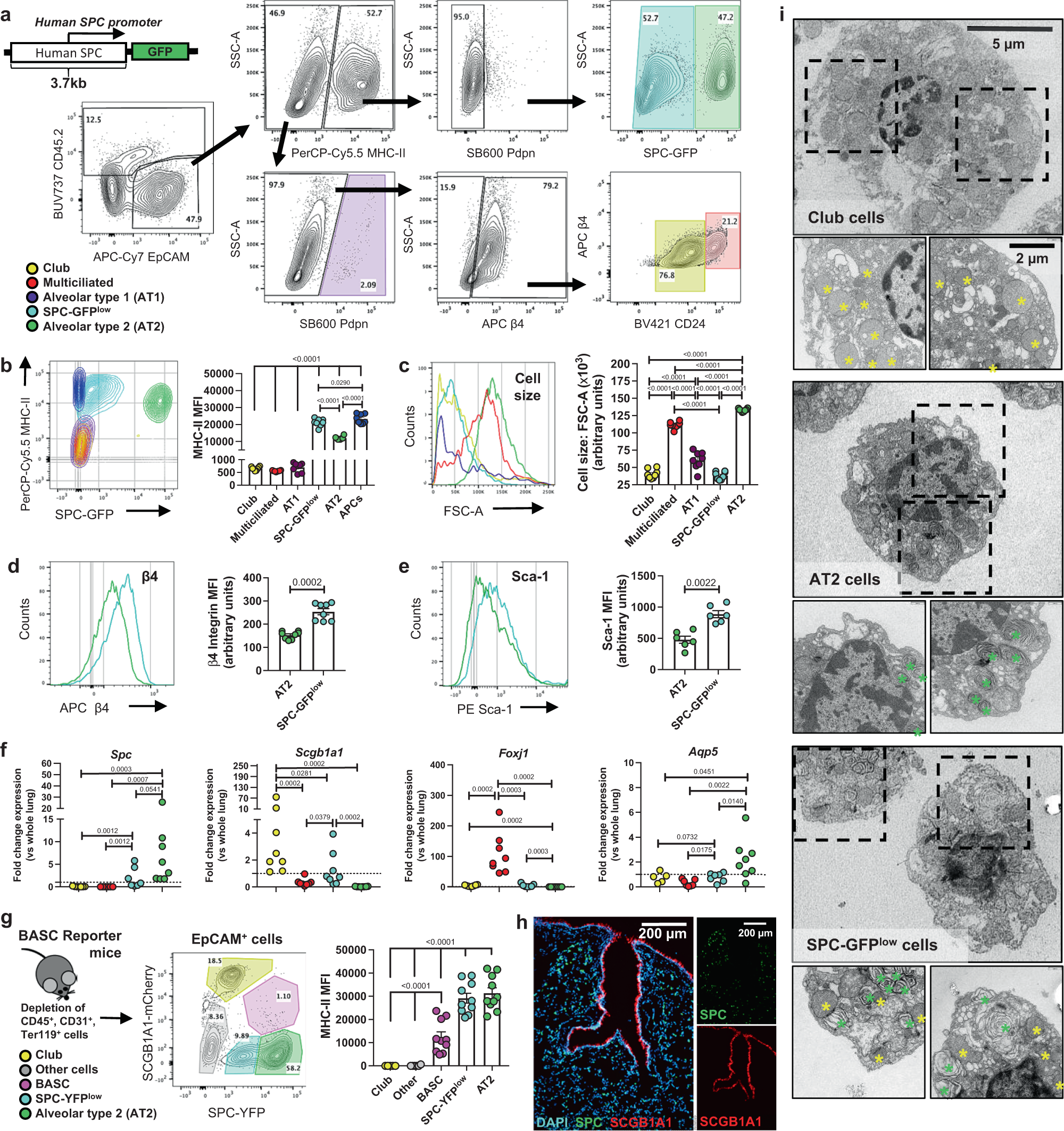 Antigen presentation by lung epithelial cells directs CD4+ TRM cell  function and regulates barrier immunity