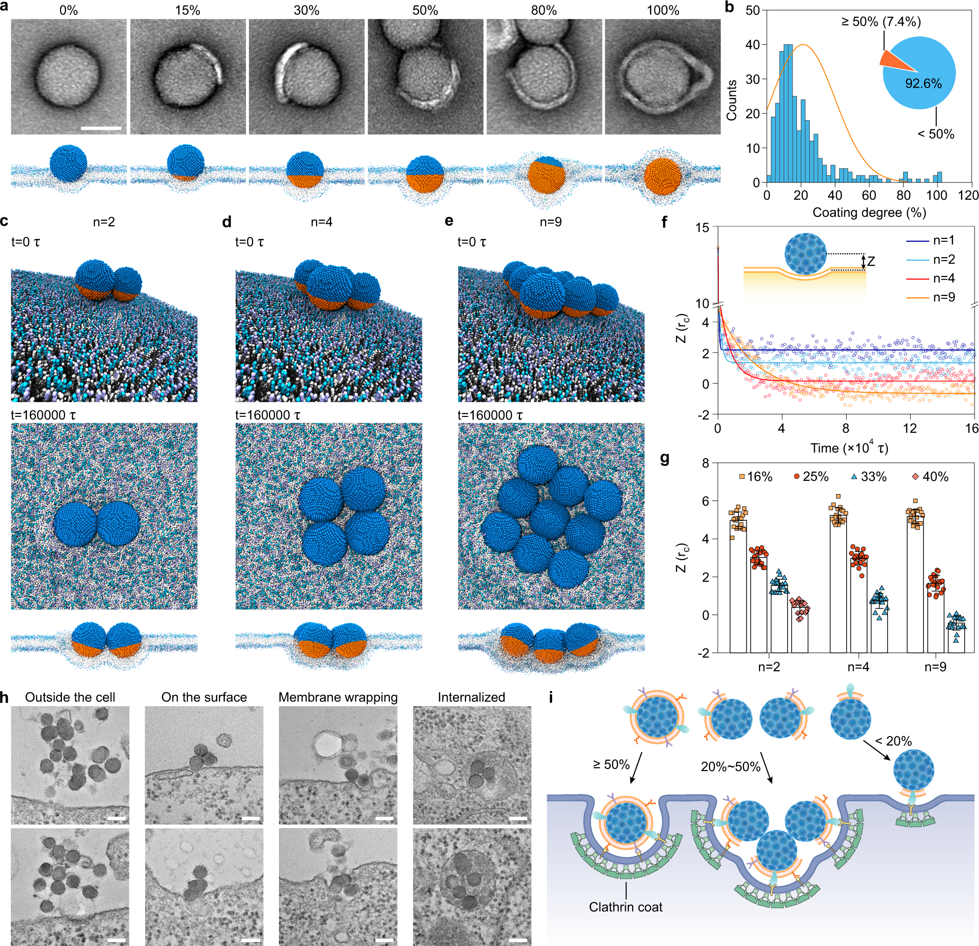 Fig. 4: Endocytic entry mechanism of partially coated NPs.