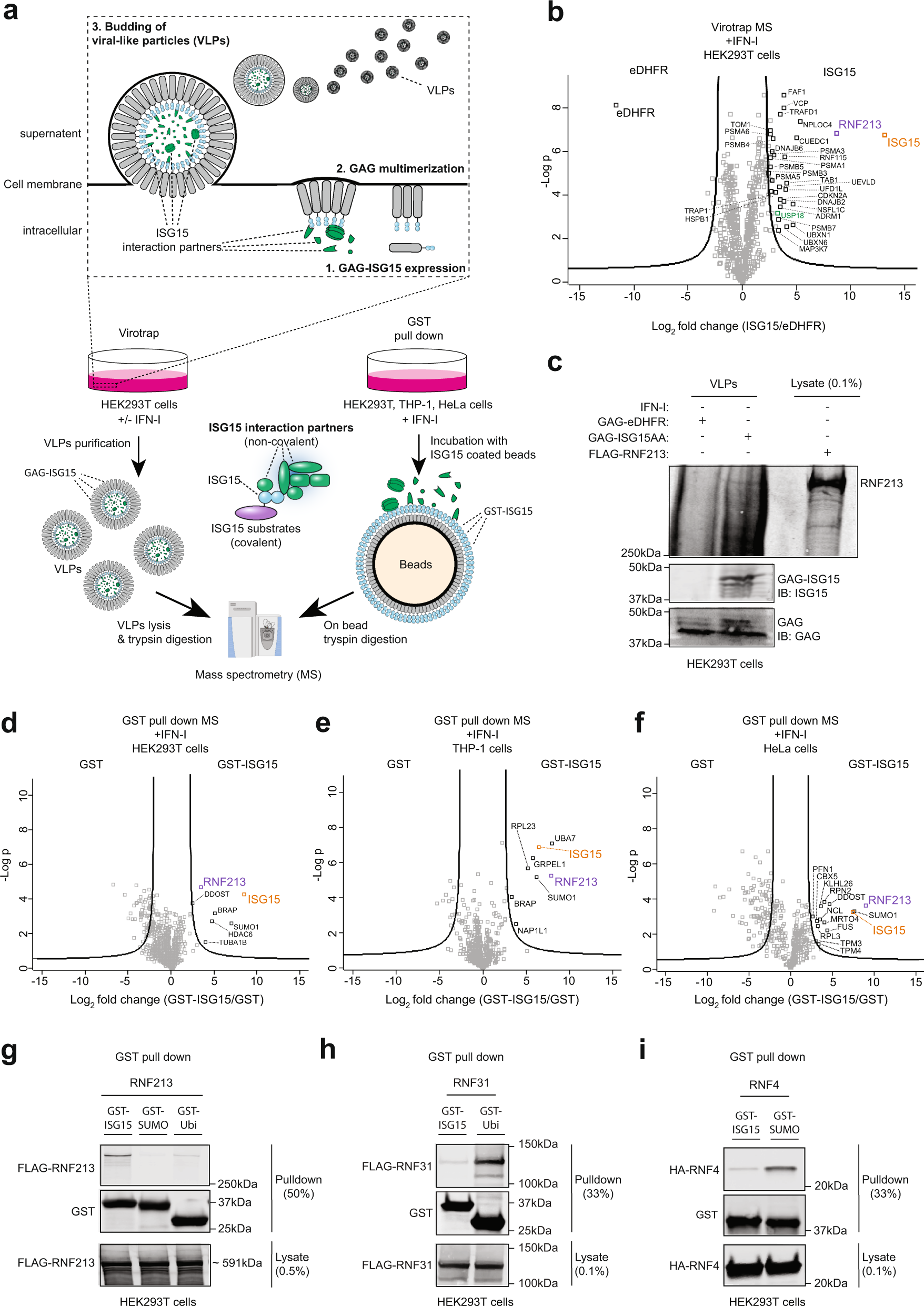 Ring finger protein 213 assembles into a sensor for ISGylated proteins with  antimicrobial activity | Nature Communications