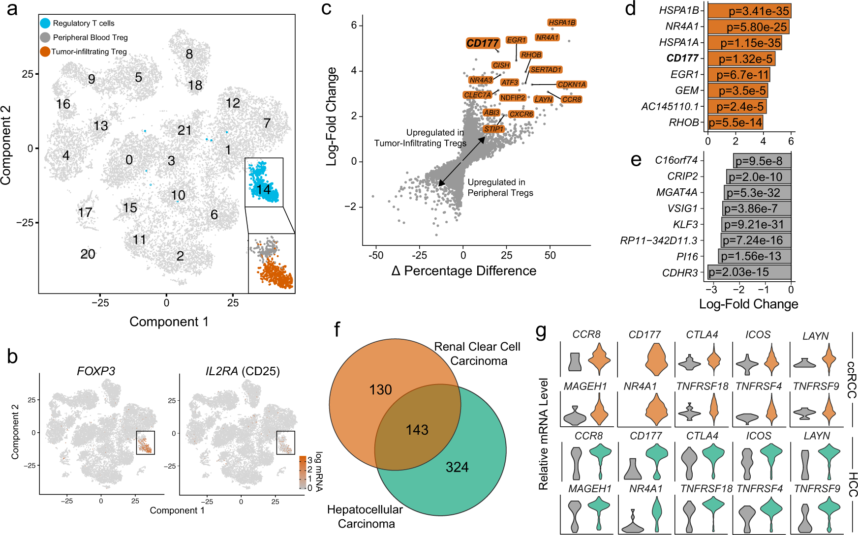 CD177 modulates the function and homeostasis of tumor-infiltrating 