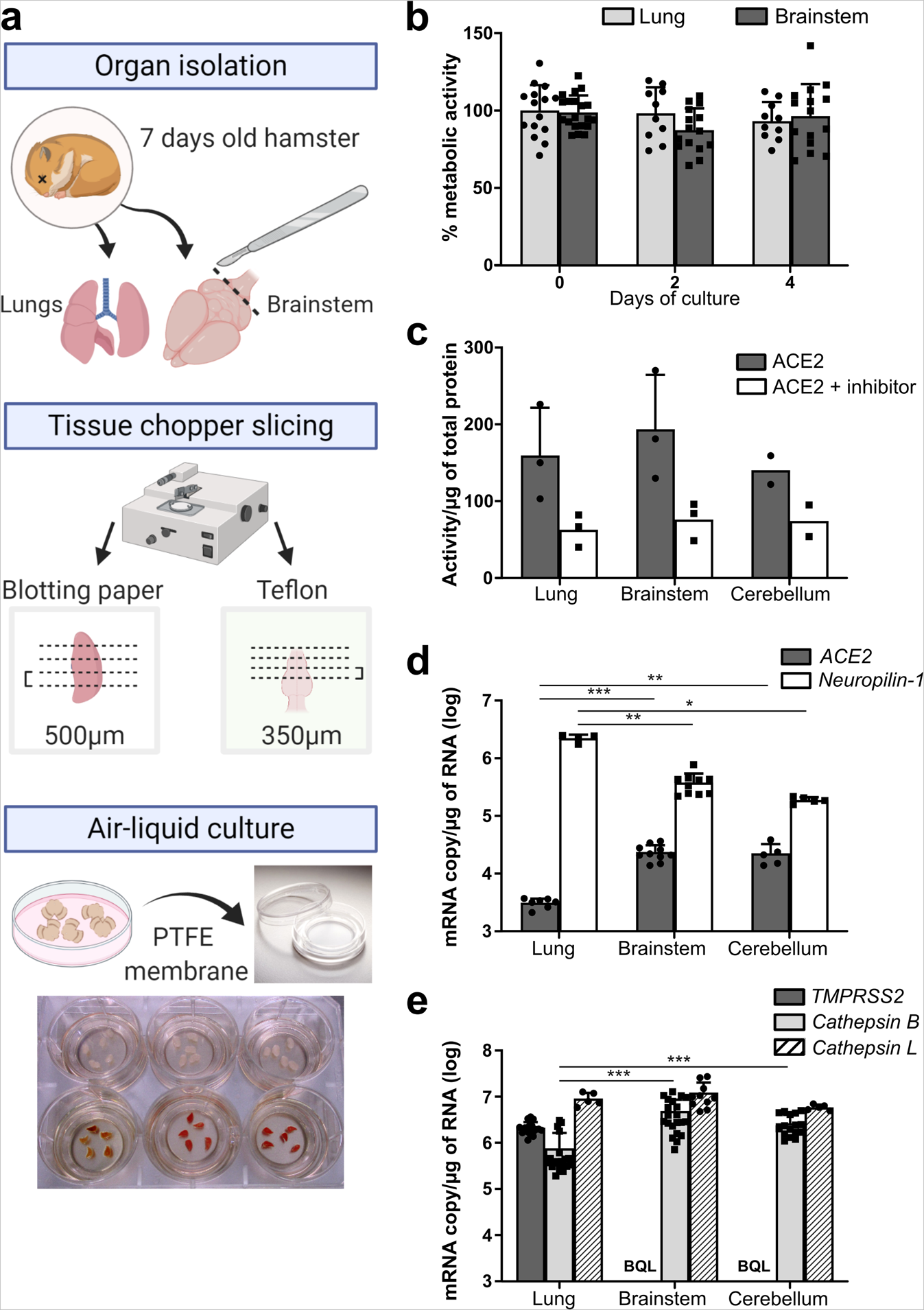 In vivo efficacy testing Clinisciences