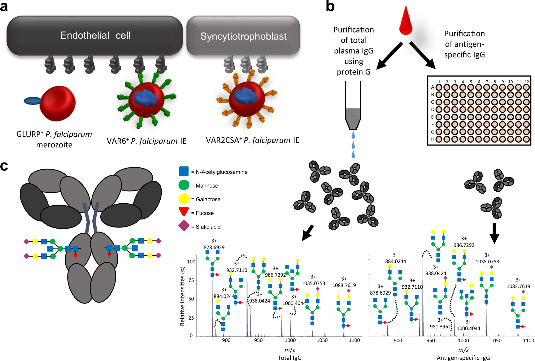 Afucosylated Plasmodium falciparum-specific IgG is induced by infection but  not by subunit vaccination | Nature Communications