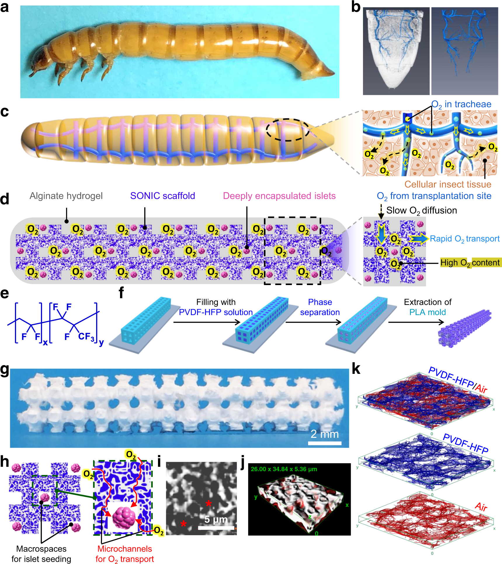 A bioinspired scaffold for rapid oxygenation of cell encapsulation systems  | Nature Communications