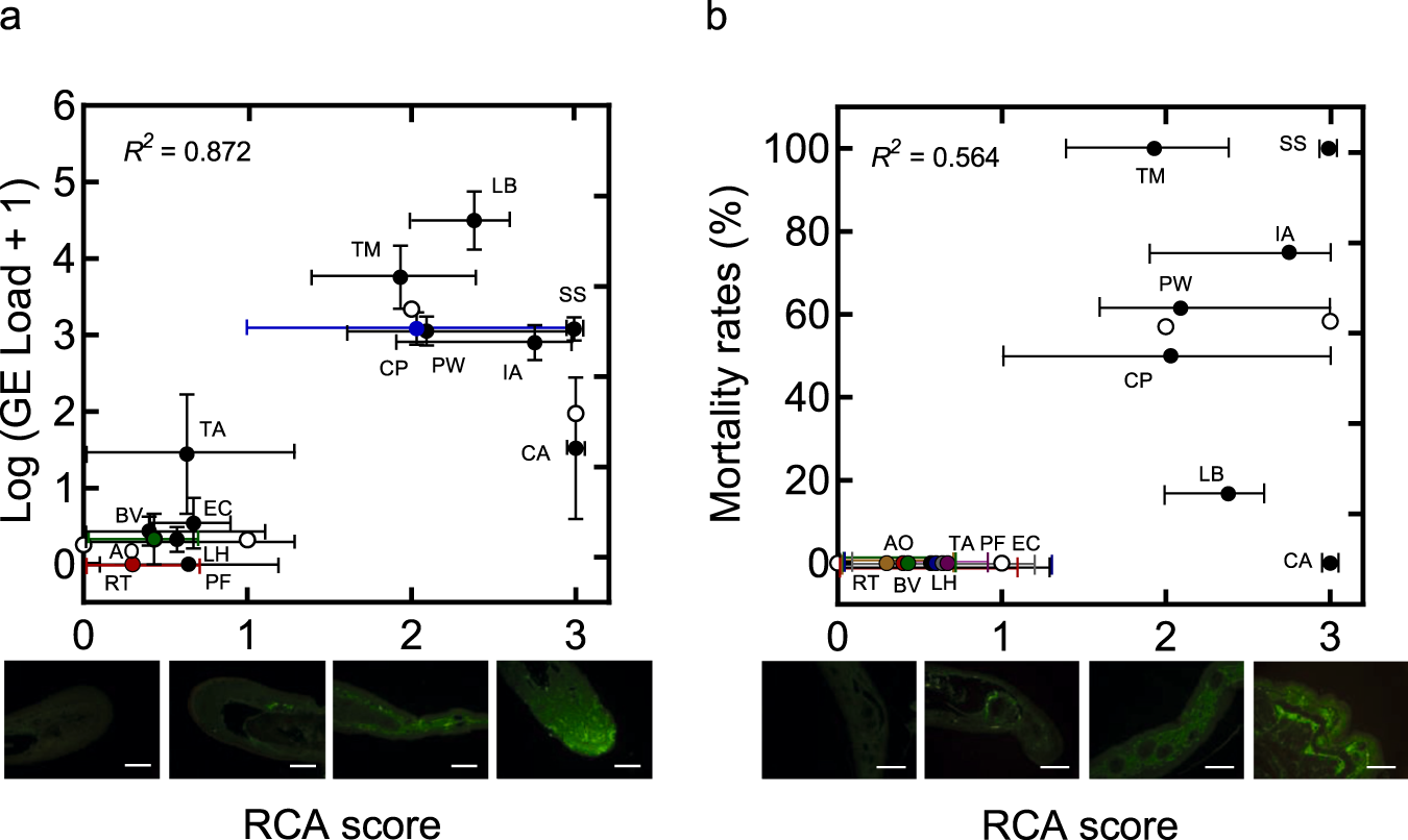 Fig. 5: Skin galactose staining predicts B. salamandrivorans infection intensity and survival probability.