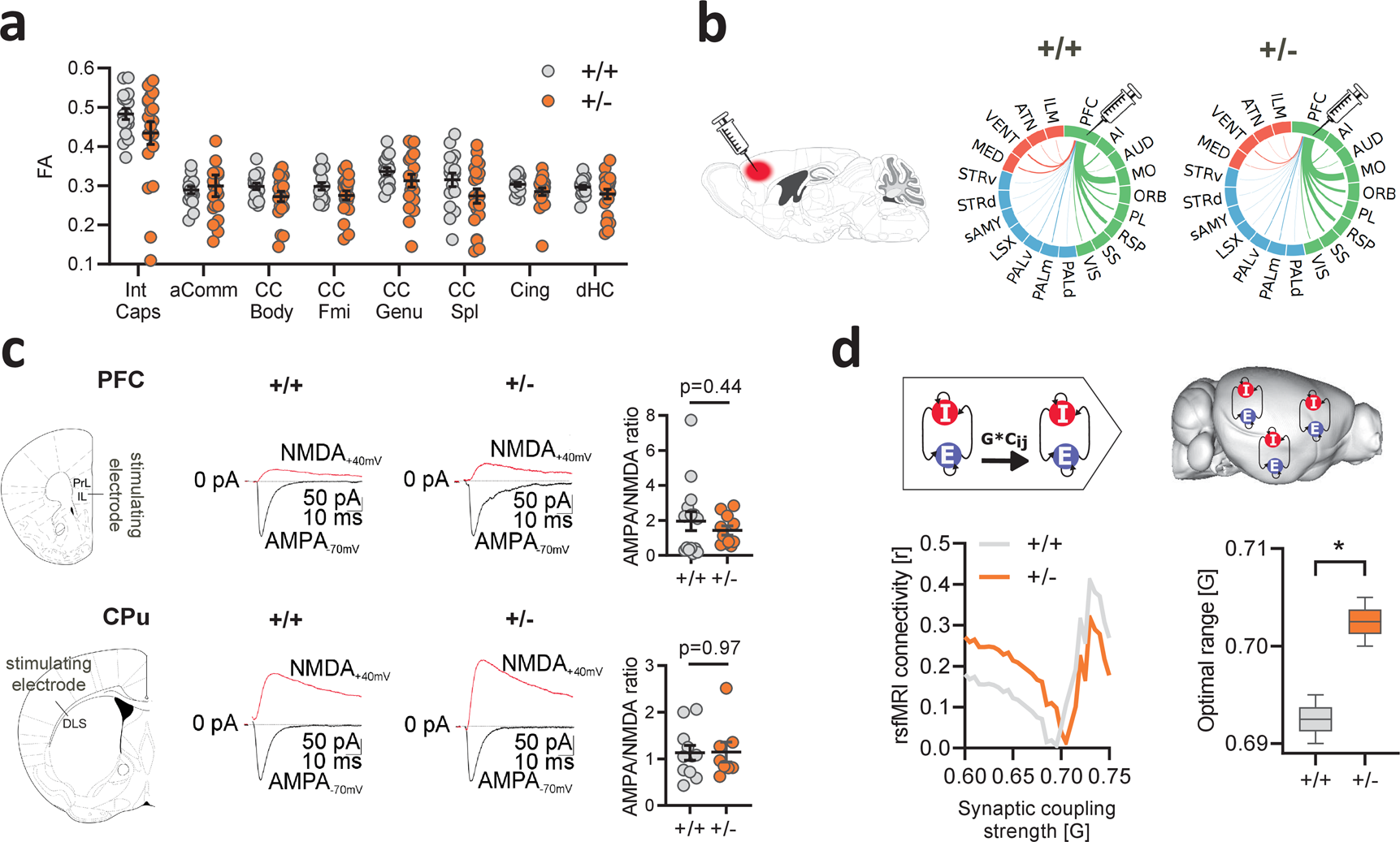 Fig. 2: Increased synaptic coupling explains functional hyperconnectivity in Tsc2+/− mice.