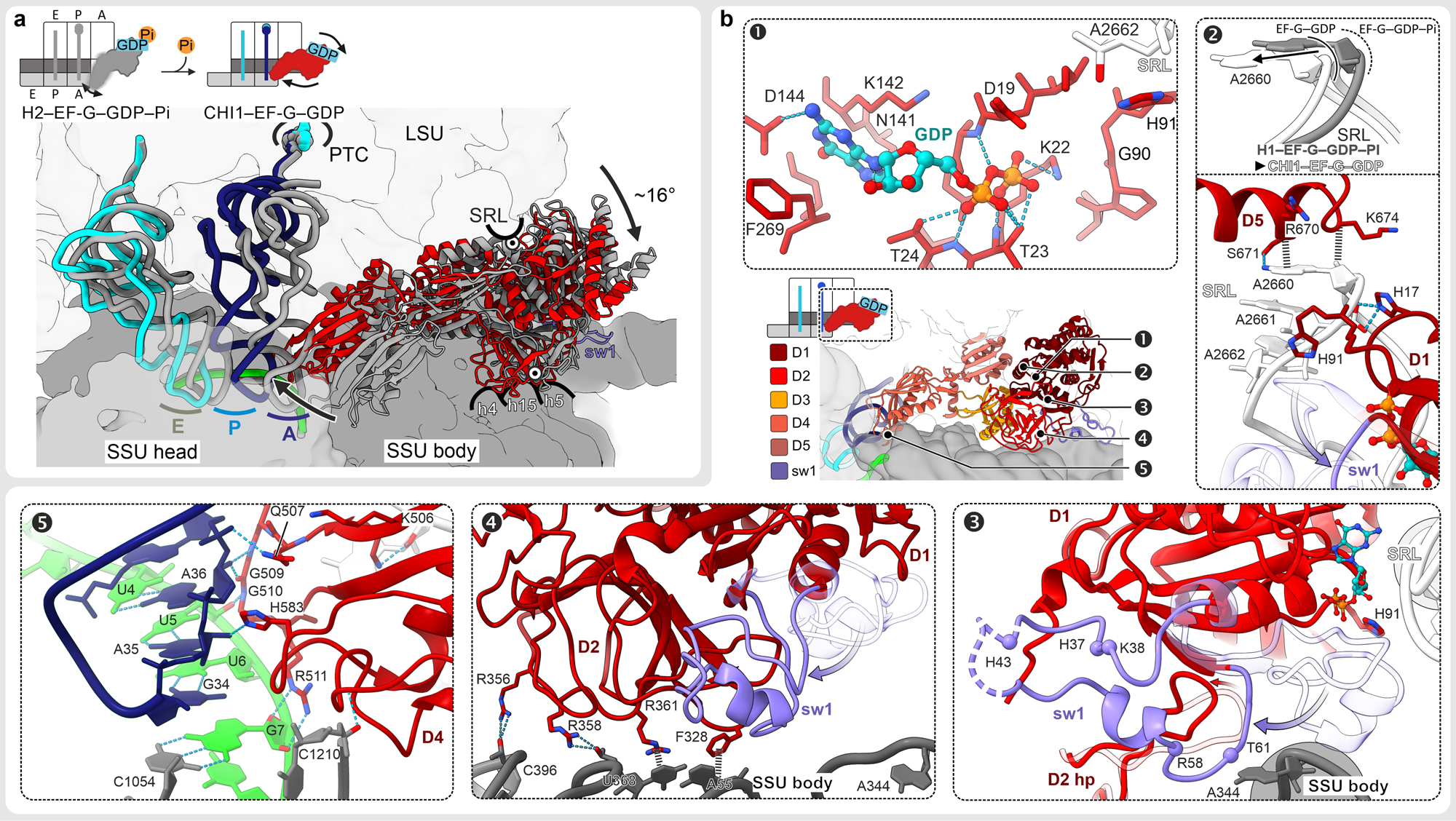 Fig. 4: Large-scale rearrangements triggered by Pi release from EF-G.