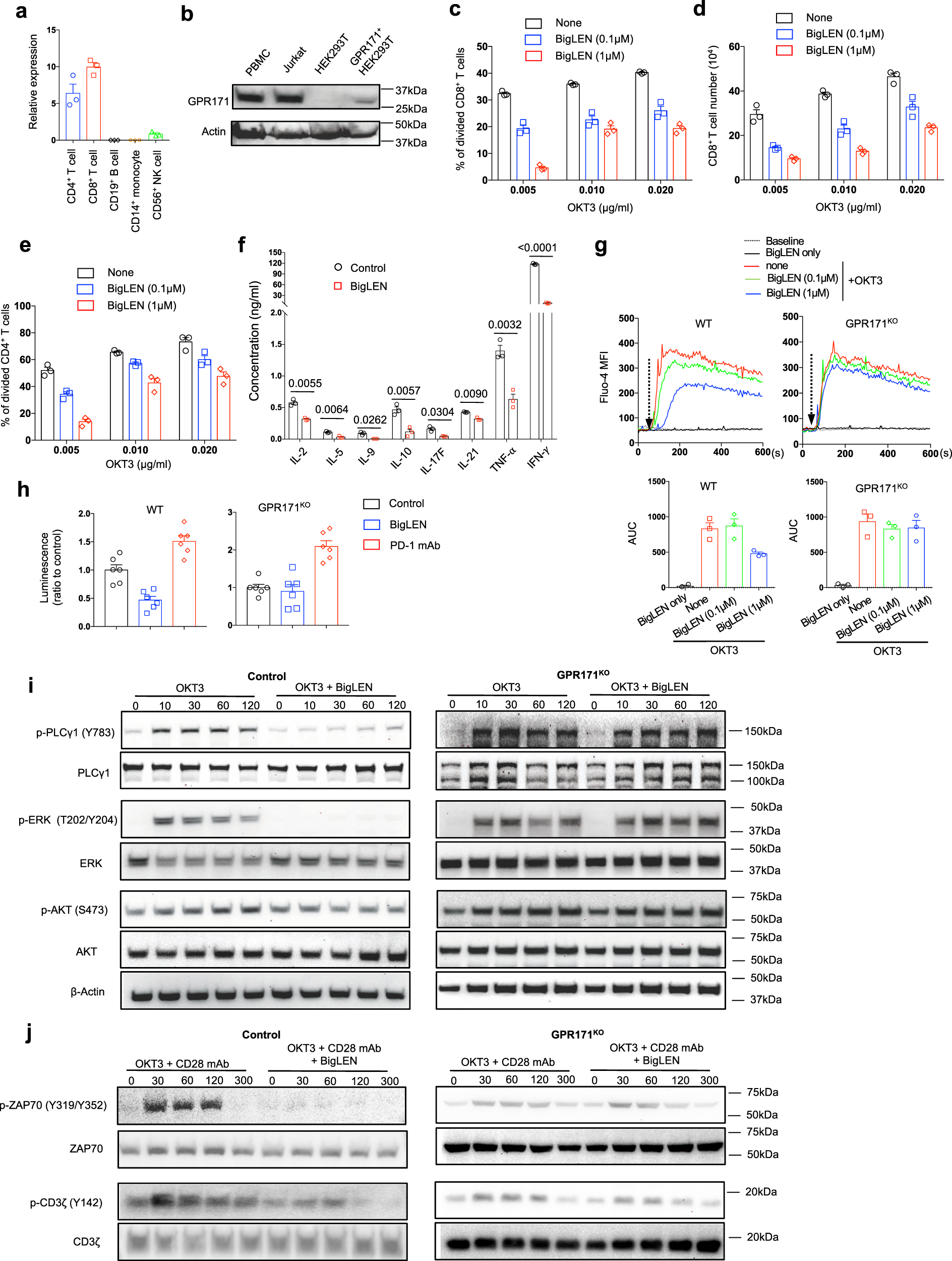 indarbejde byrde Bærbar The GPR171 pathway suppresses T cell activation and limits antitumor  immunity | Nature Communications