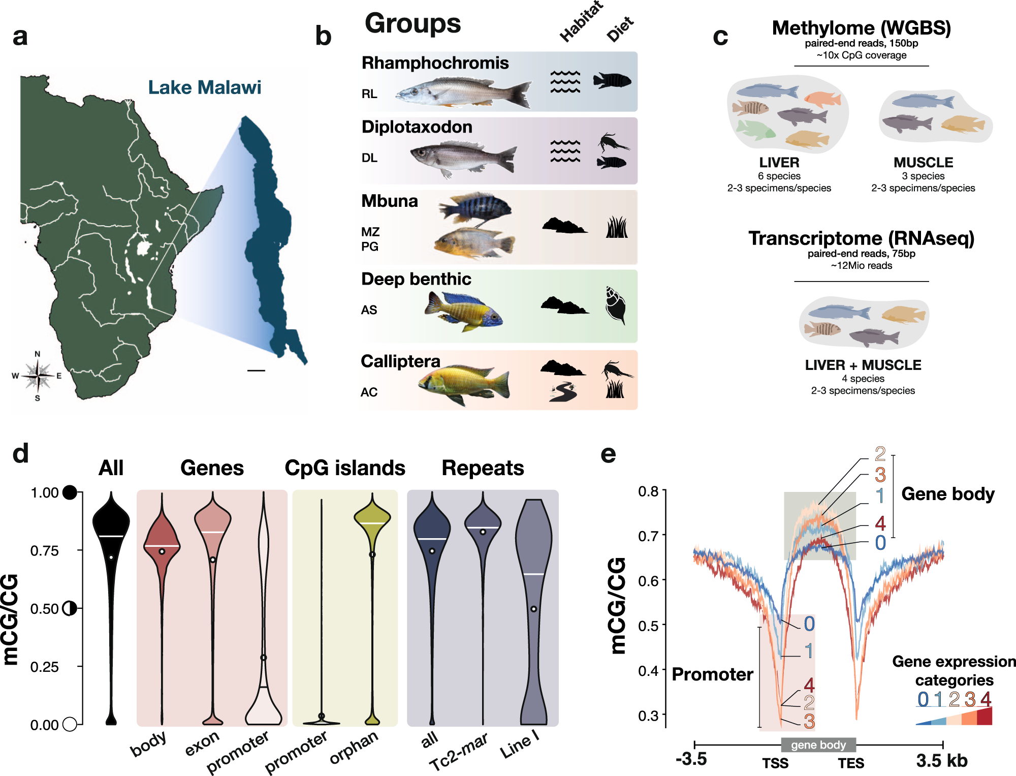 Mapping epigenetic divergence in the massive radiation of Lake Malawi  cichlid fishes | Nature Communications