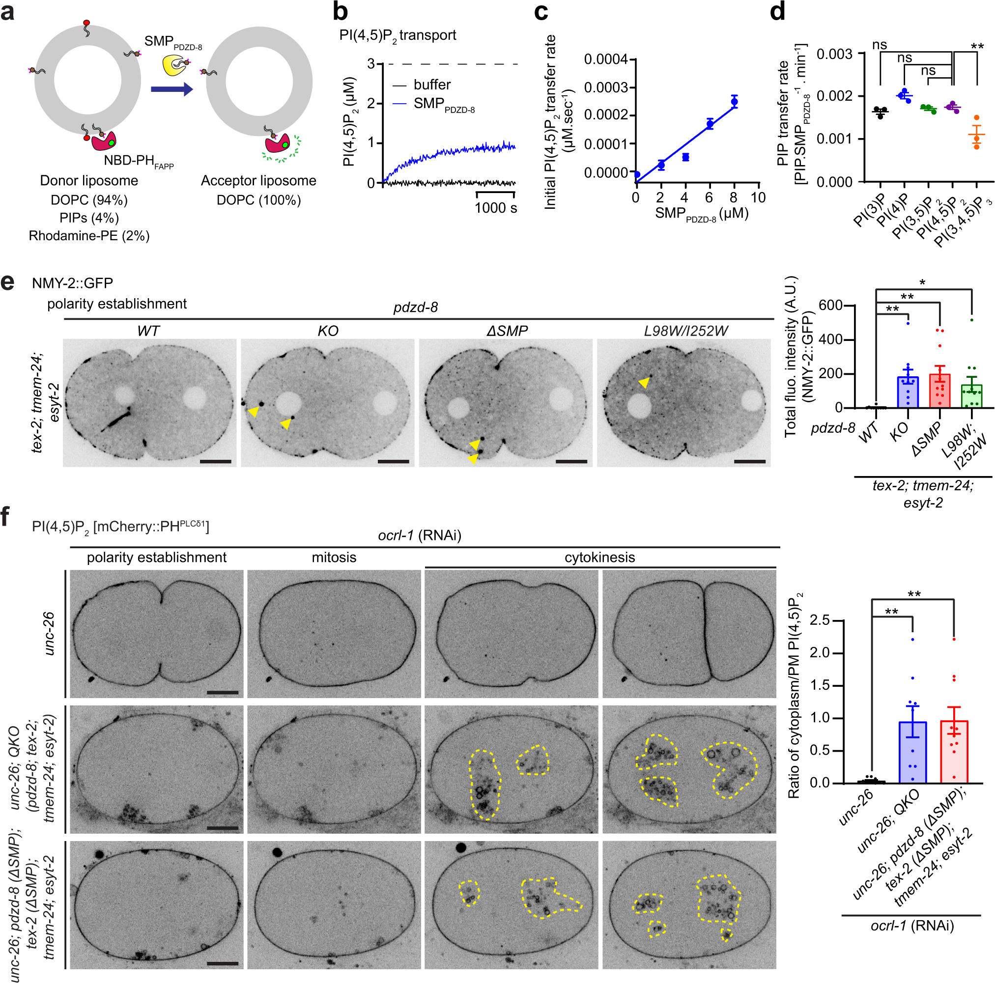 Fig. 7: The SMP domain of PDZD-8 transports various PIPs, including PI(4,5)P2, between membranes in vitro and plays a critical role for endosomal PI(4,5)P2 homeostasis in vivo.
