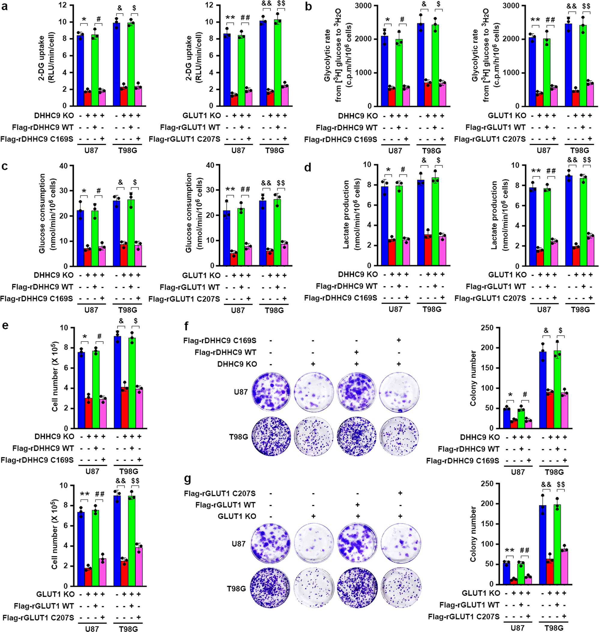 Fig. 4: DHHC9-mediated GLUT1 S-palmitoylation promotes glycolysis, growth and colony formation of GBM cells.