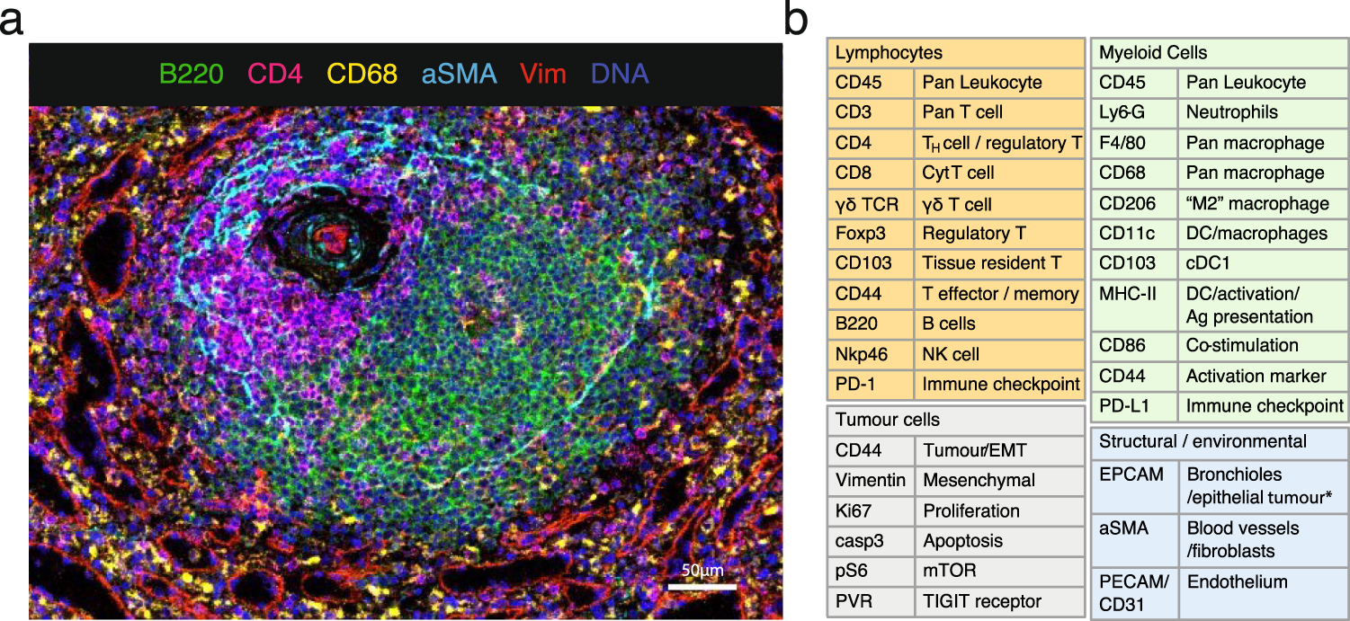 Fig. 1: A 27 multiplex antibody panel to characterise the TME in mouse frozen tissues.