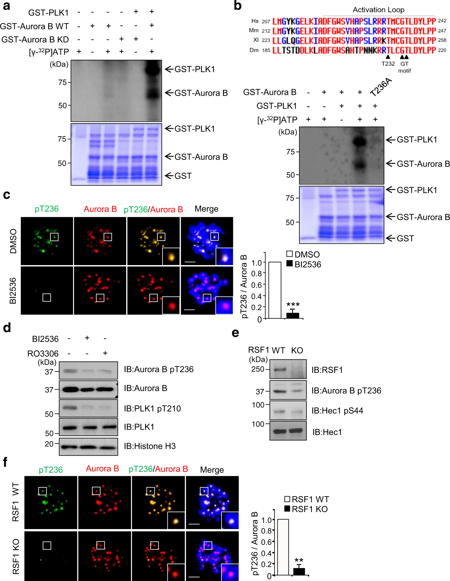 Fig. 3: Polo-like kinase 1 modulates Aurora B kinase activity via phosphorylation of GT motif.