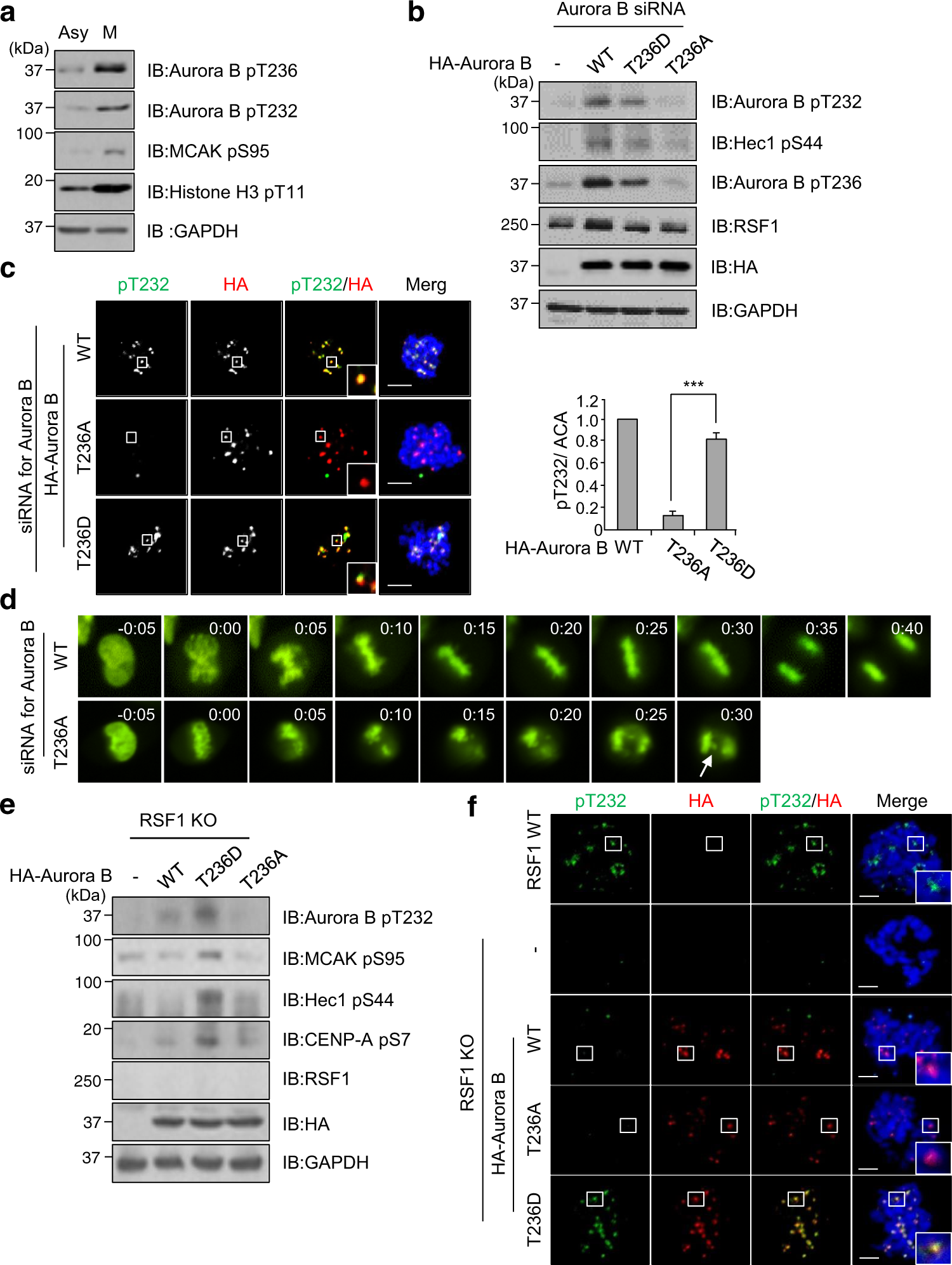 Fig. 4: Perturbation of Aurora B phosphorylation on Thr236 causes defects in chromosome segregation.