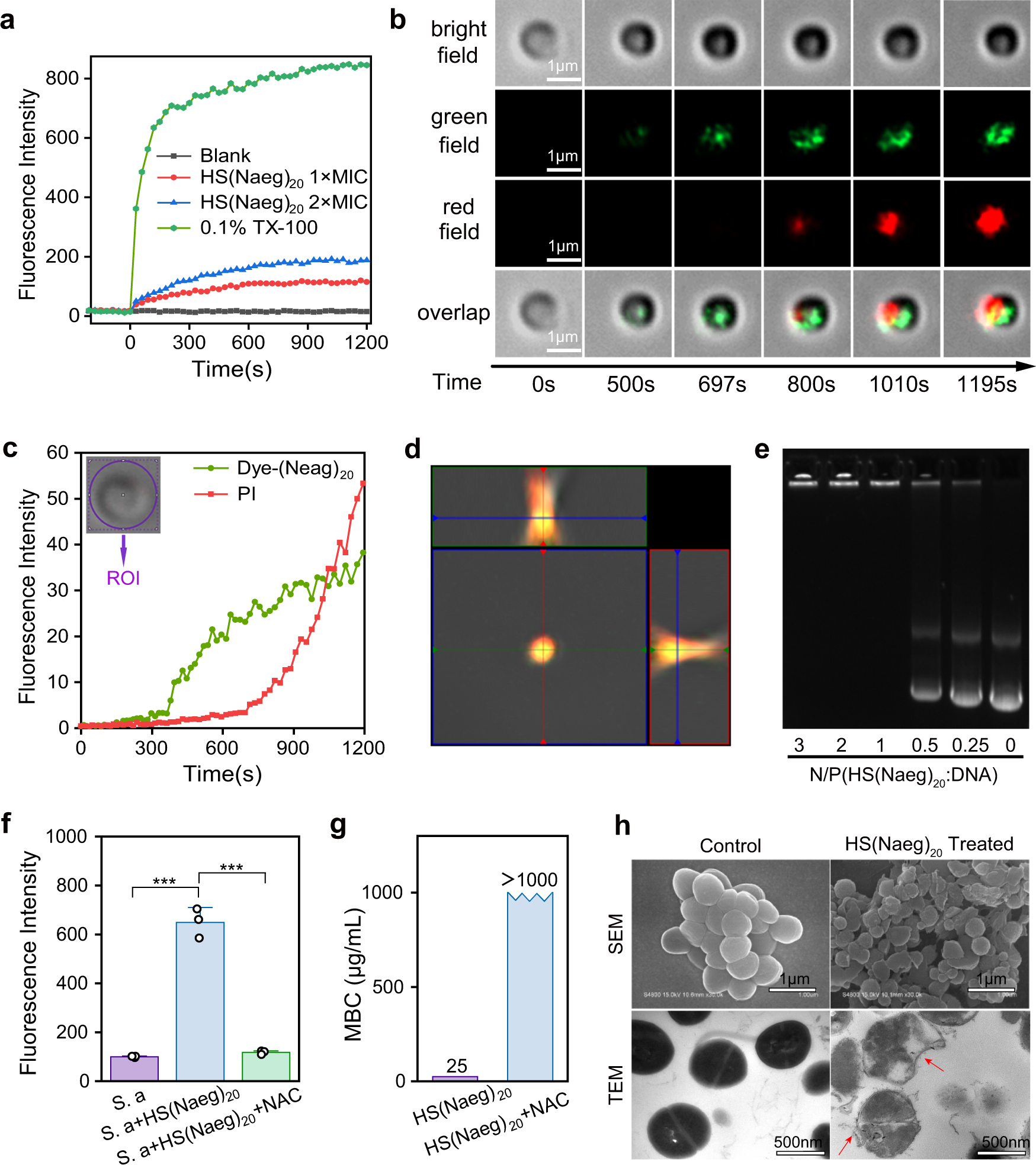Fig. 3: Antibacterial mechanism study of poly-Naeg.